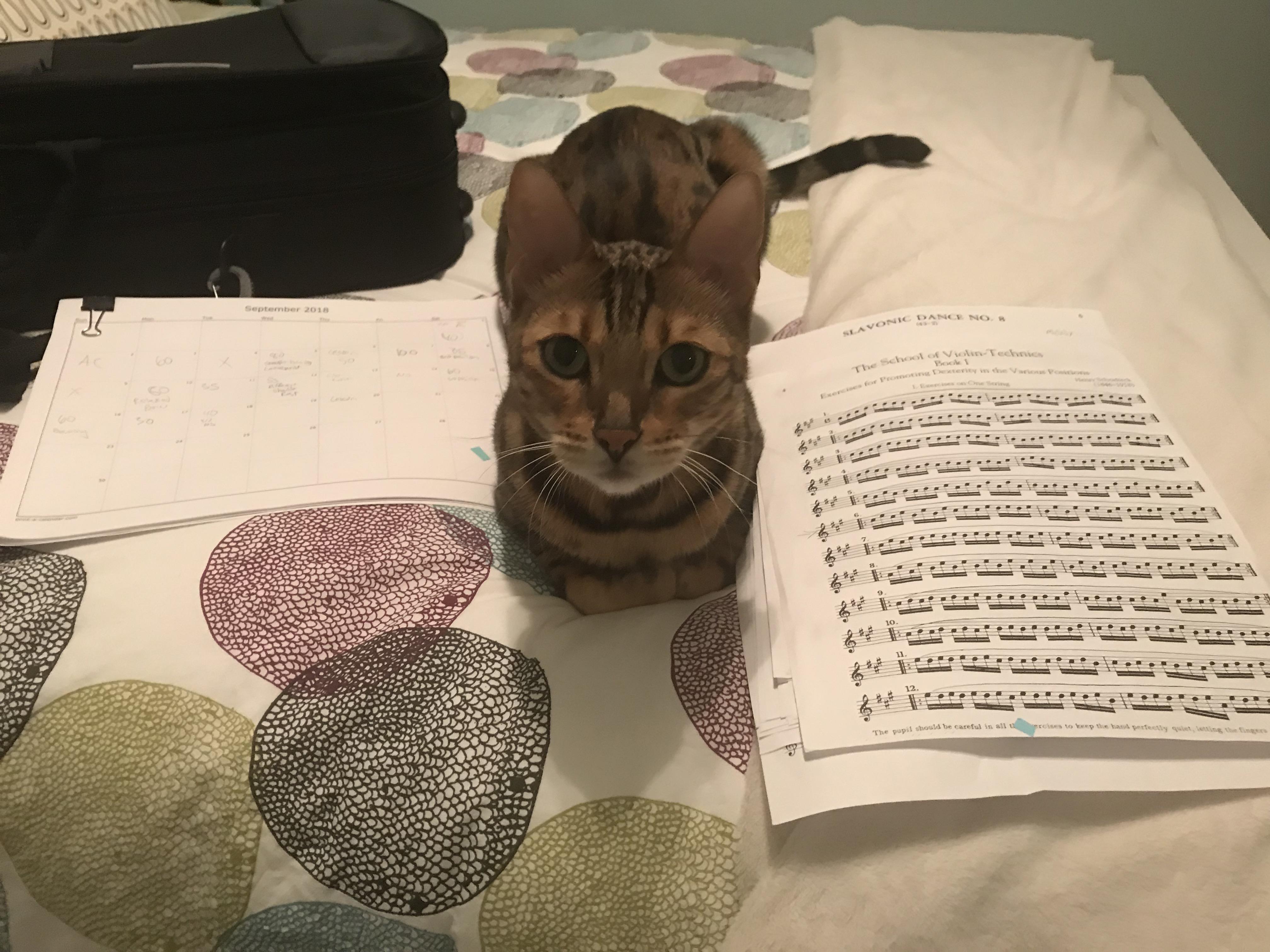 My cat keeps me company while I practice. r/violinist