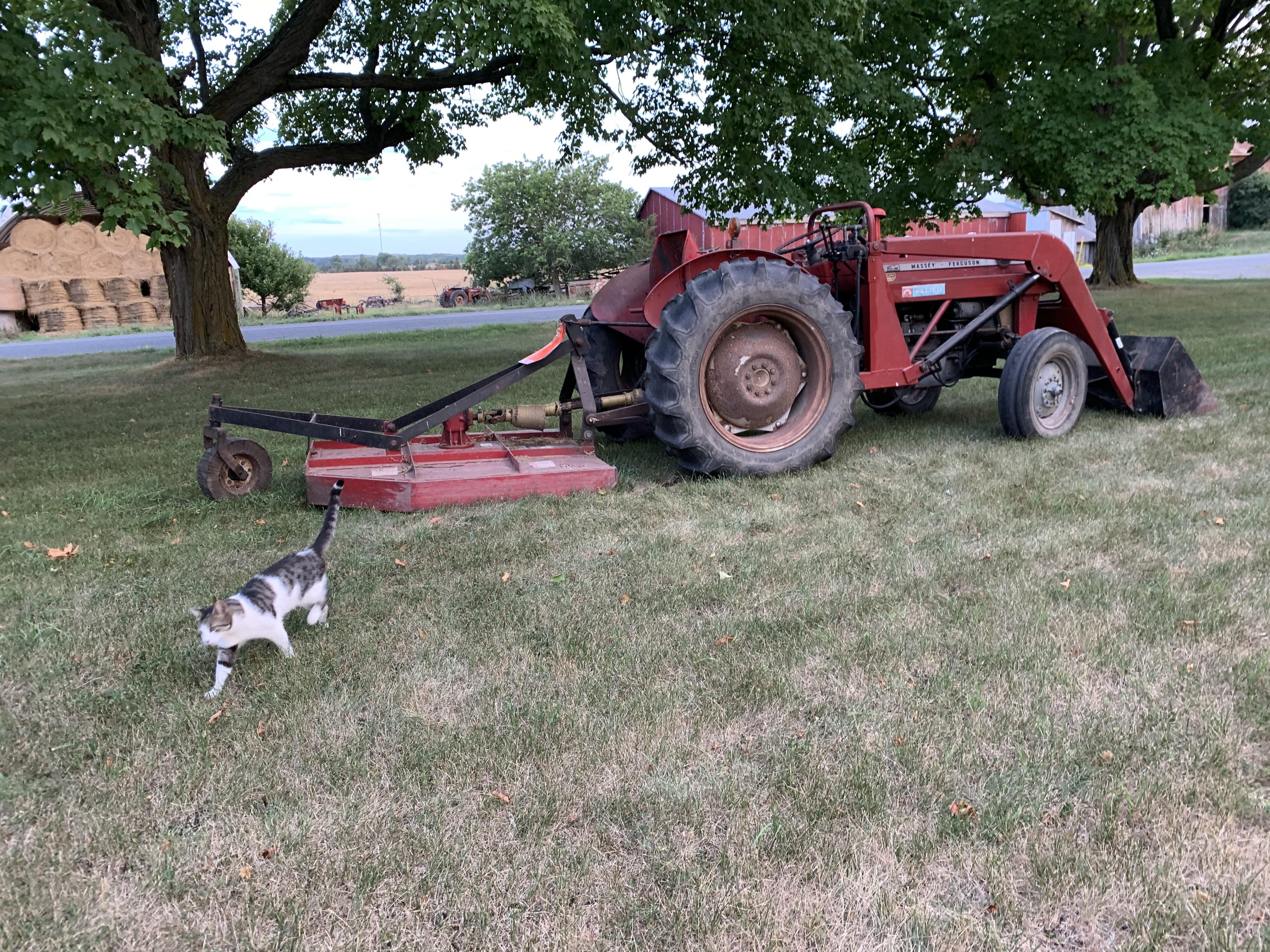 First Tractor! Massey Ferguson 135 diesel with bucket and bush hog, neighbour cat, not included
