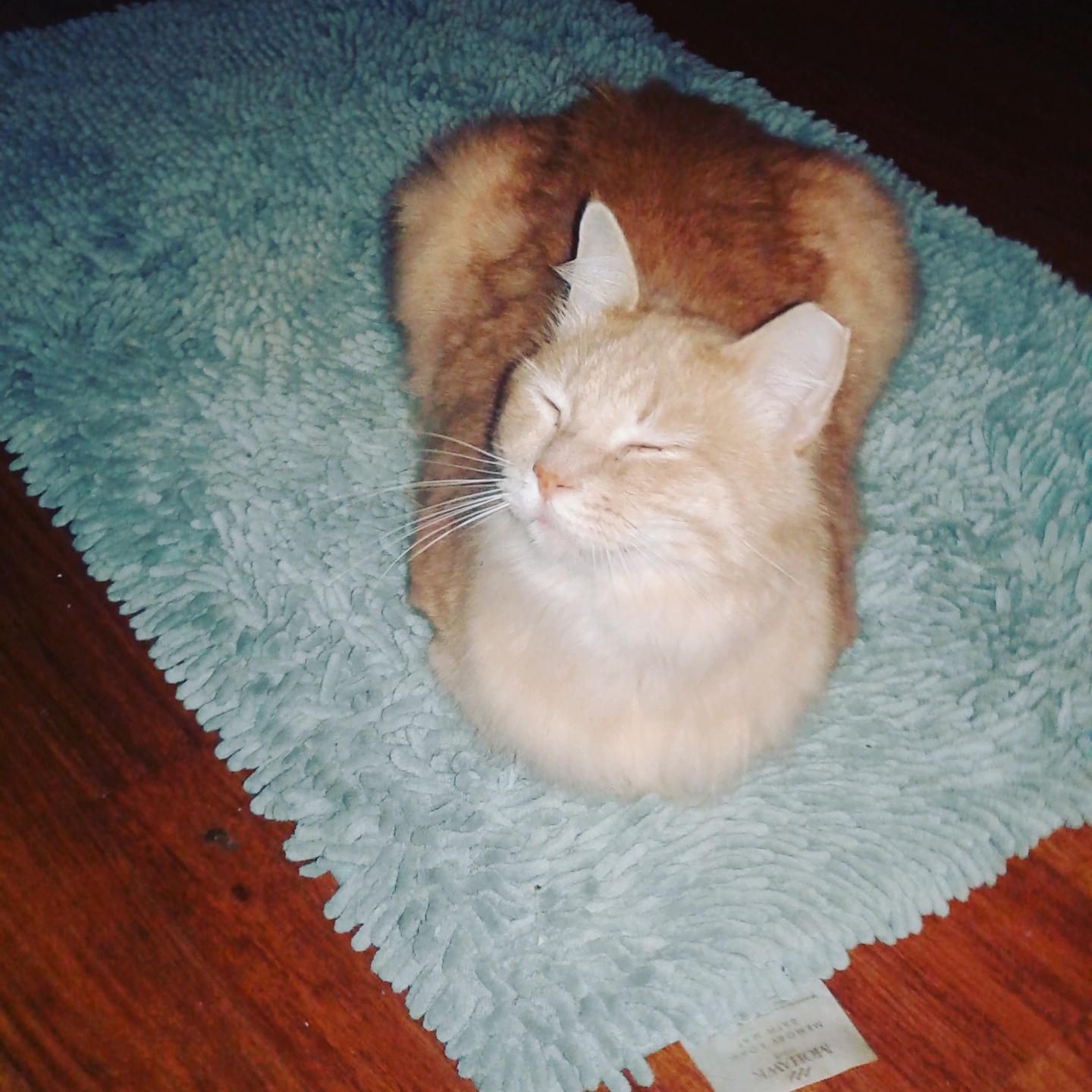 My cat loves the bathroom rug, so we put it in front the tv for him r