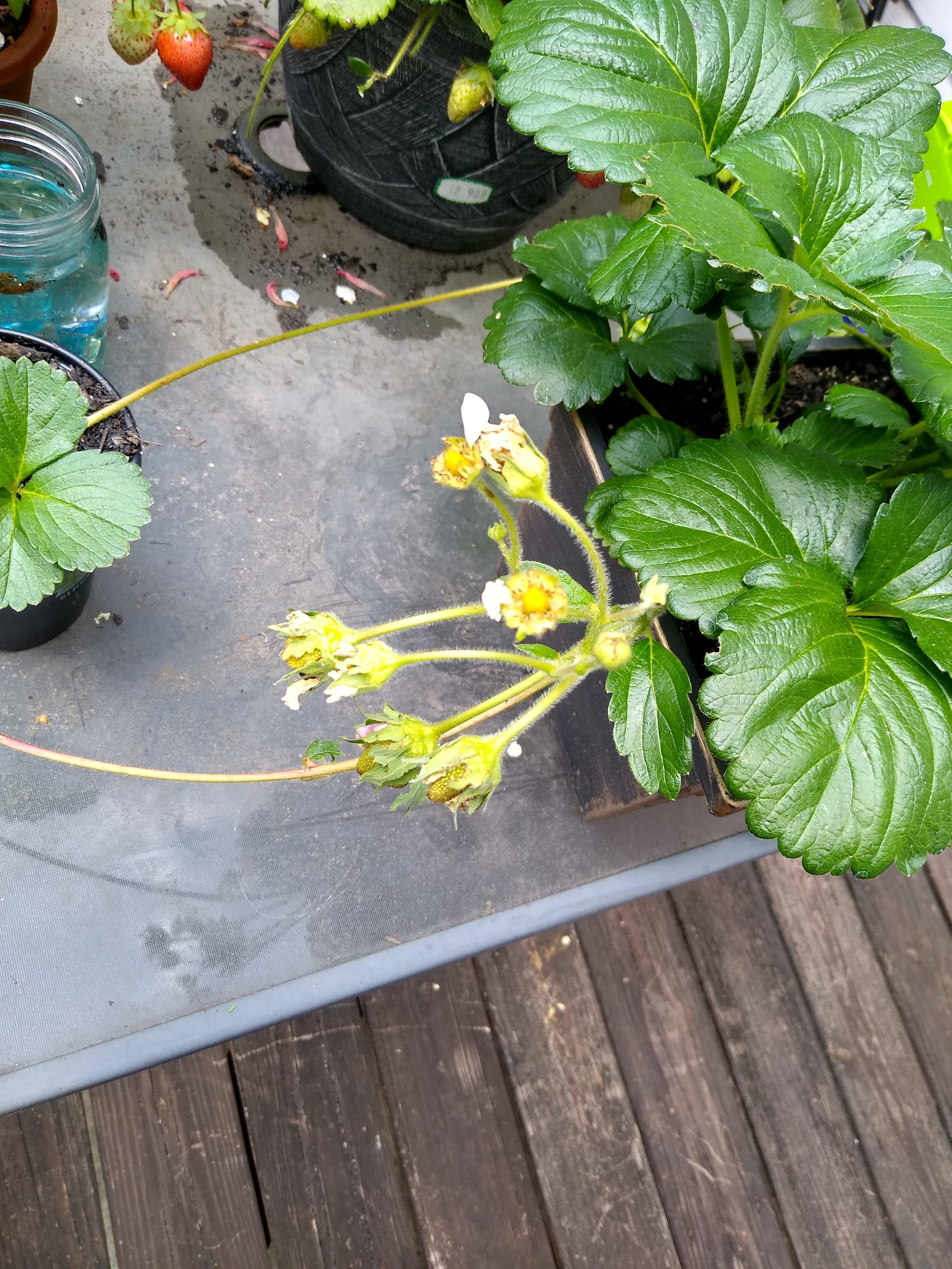 Strawberry flowers not opening fully. Is this a problem? r/plantclinic