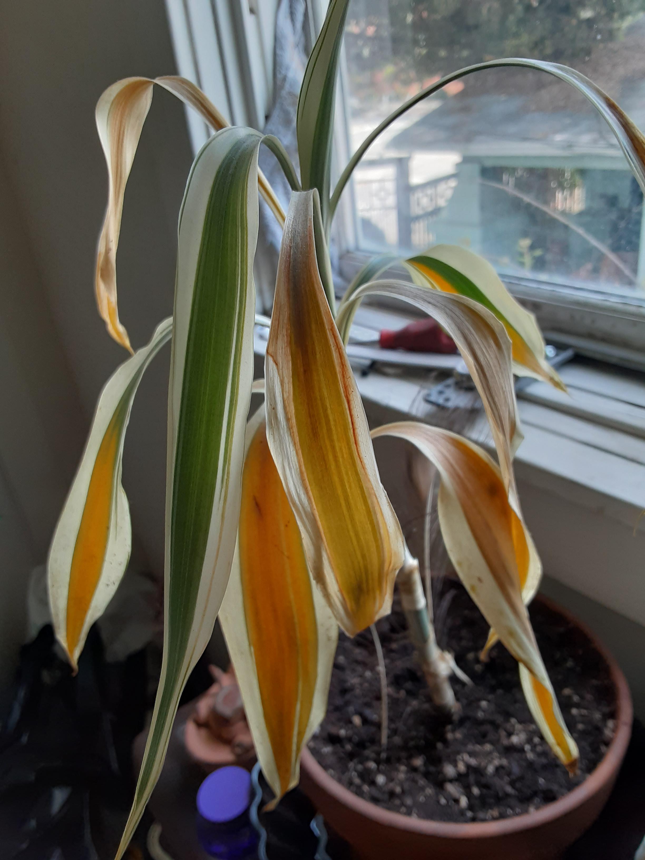 What is killing my plant? Indoors, PNW, more in comments r/gardening