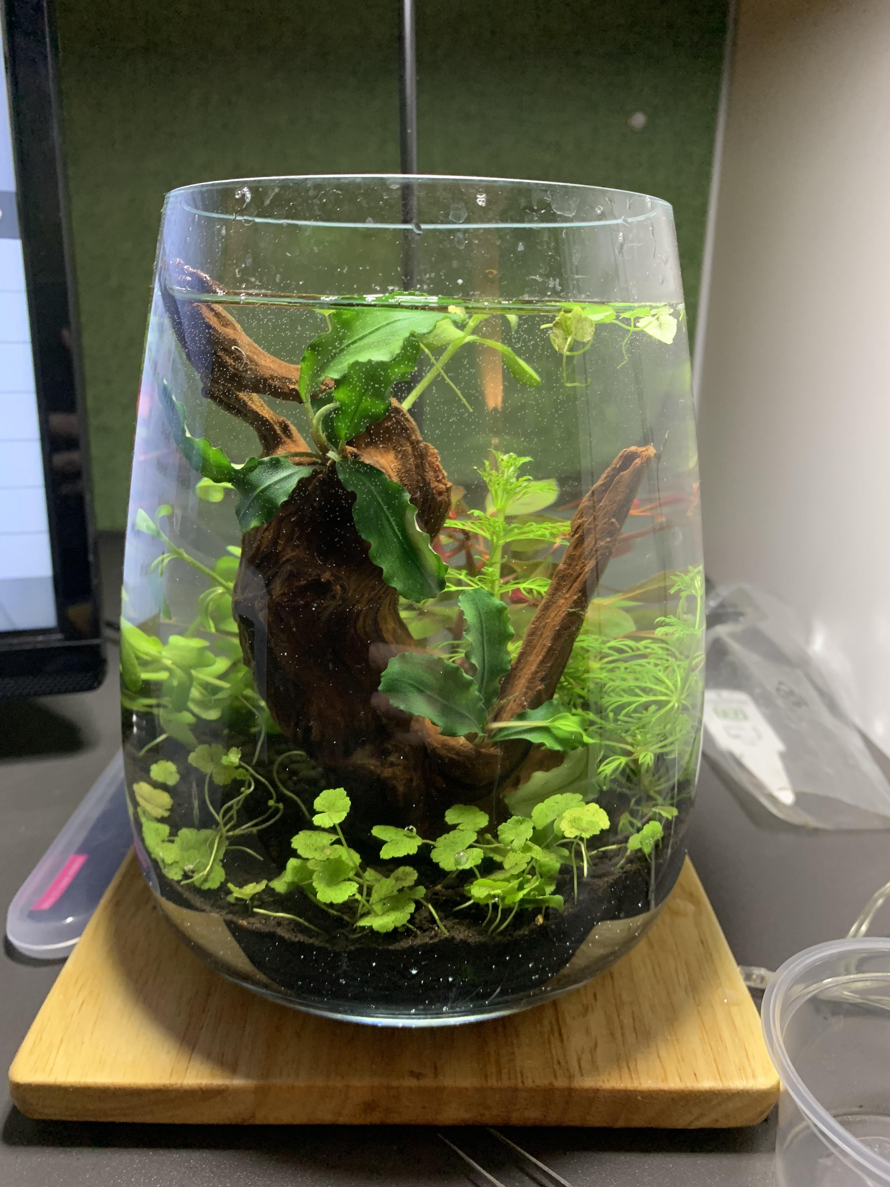 Looking a bit unkempt for now, but the IKEA vase aquascape is on its