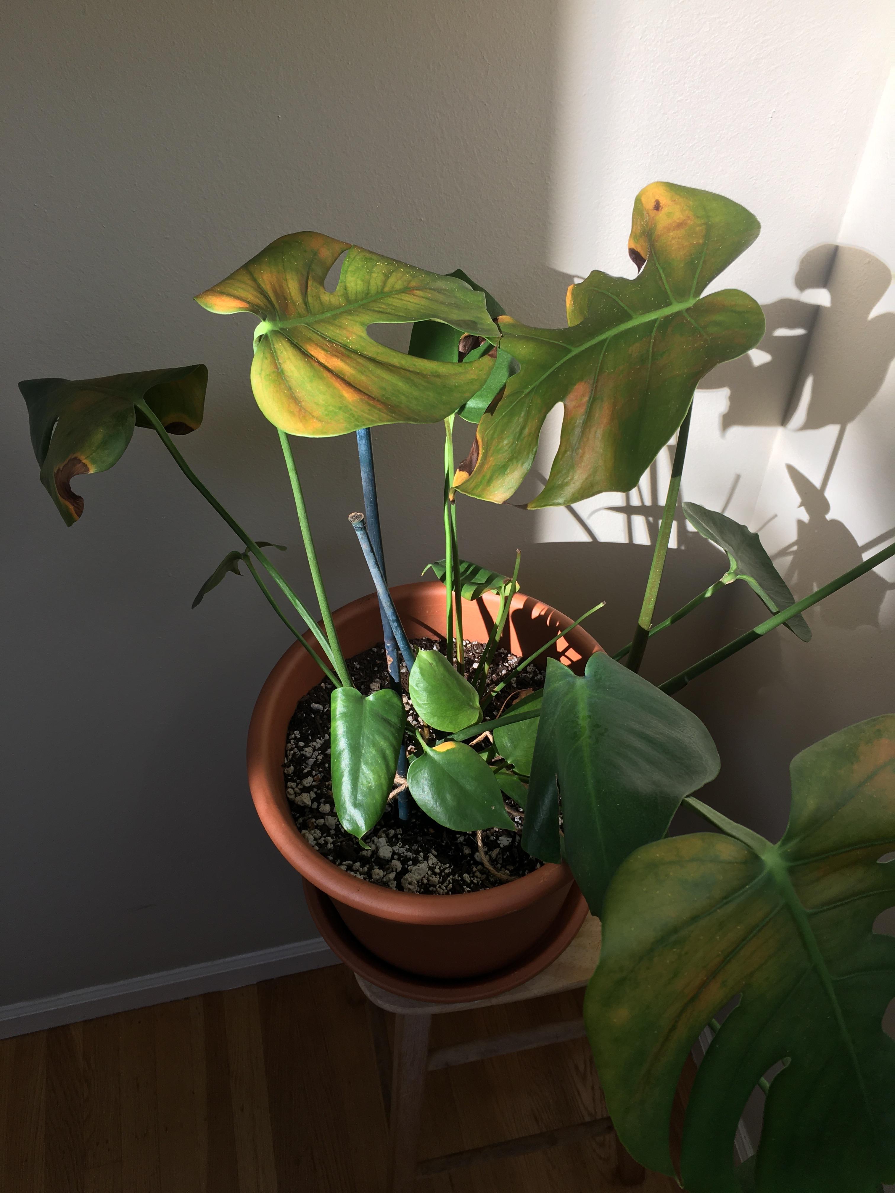 Can I remove these yellow monstera leaves without harming the rest of