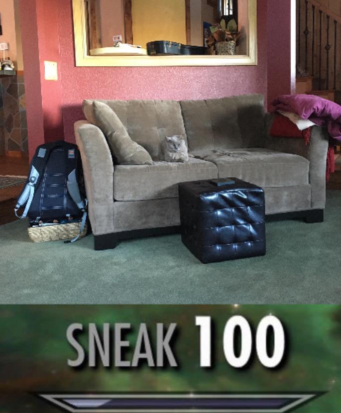 My cat is honestly the same color as our couch r/cats