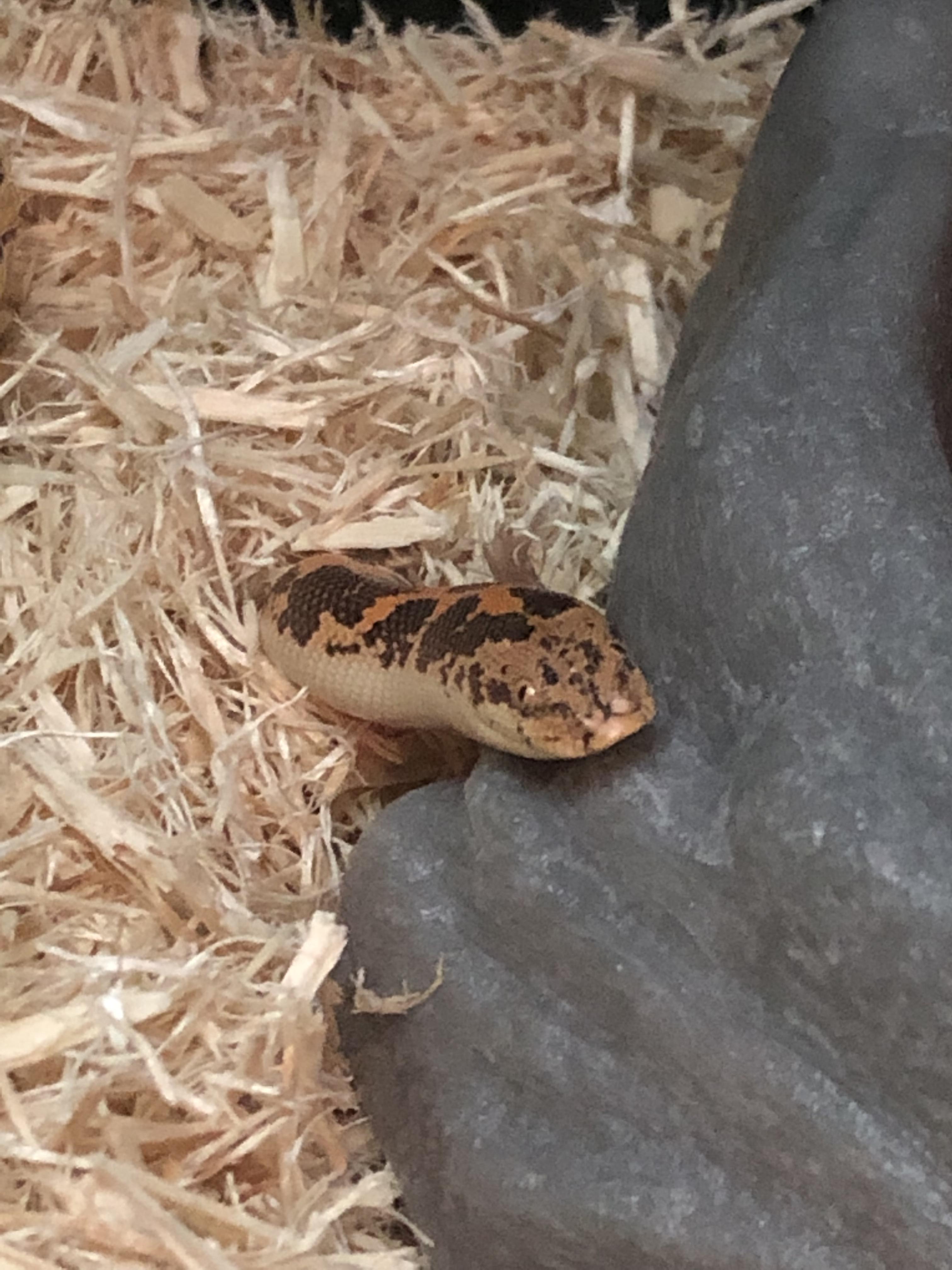 Just got back home, she was waiting to greet me!! Sneks