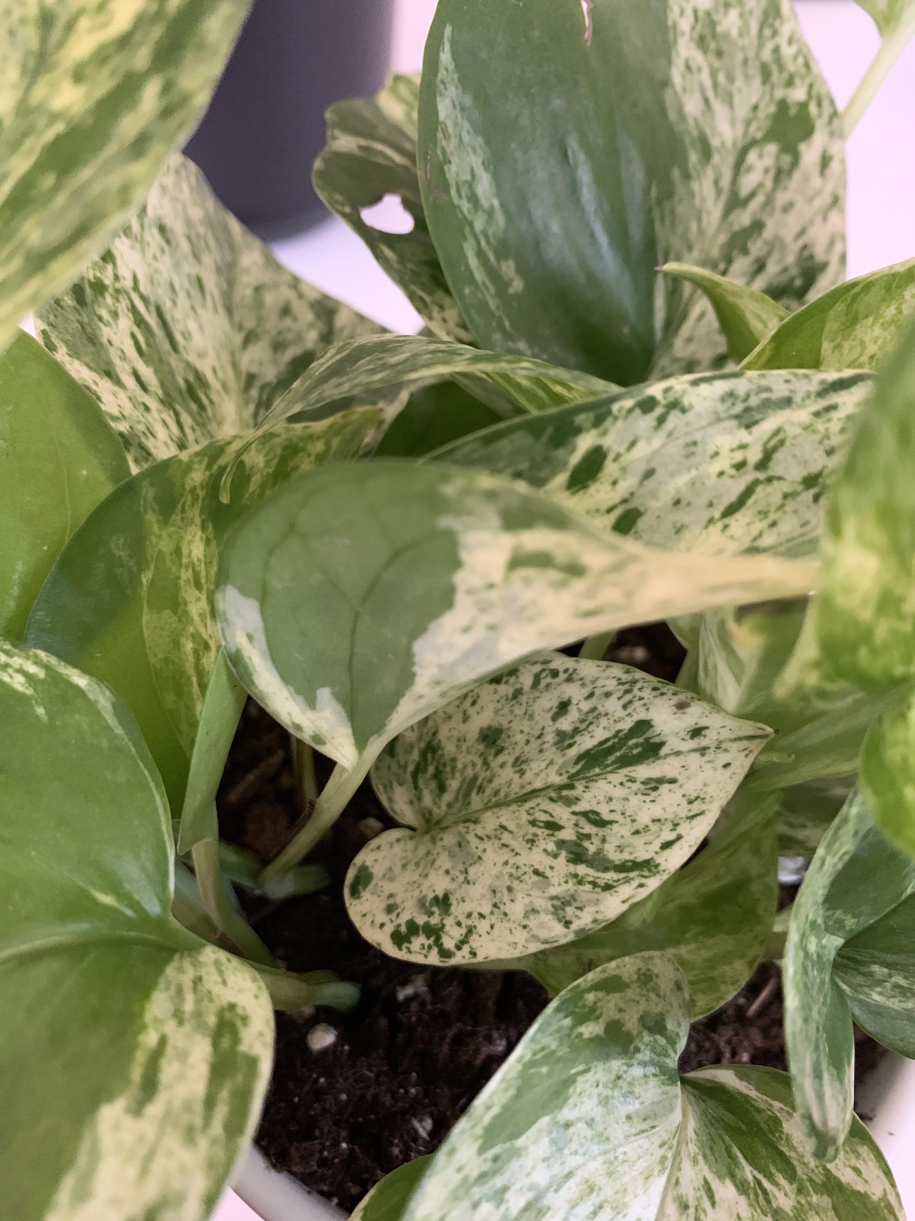 This little guy is my favorite leaf on my marble queen pothos r/plants