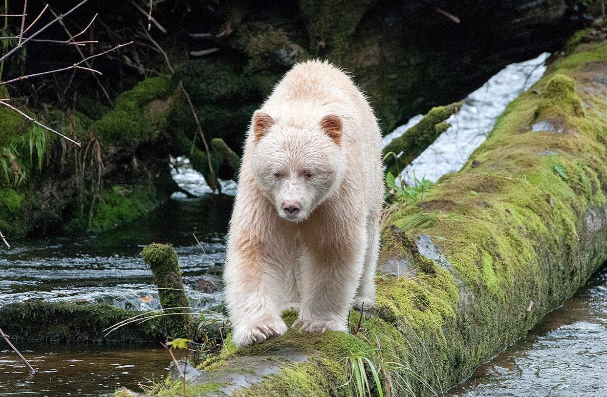 🔥 The Kermode/spirit bear is a rare subspecies of black bear that has white fur. 🔥 r