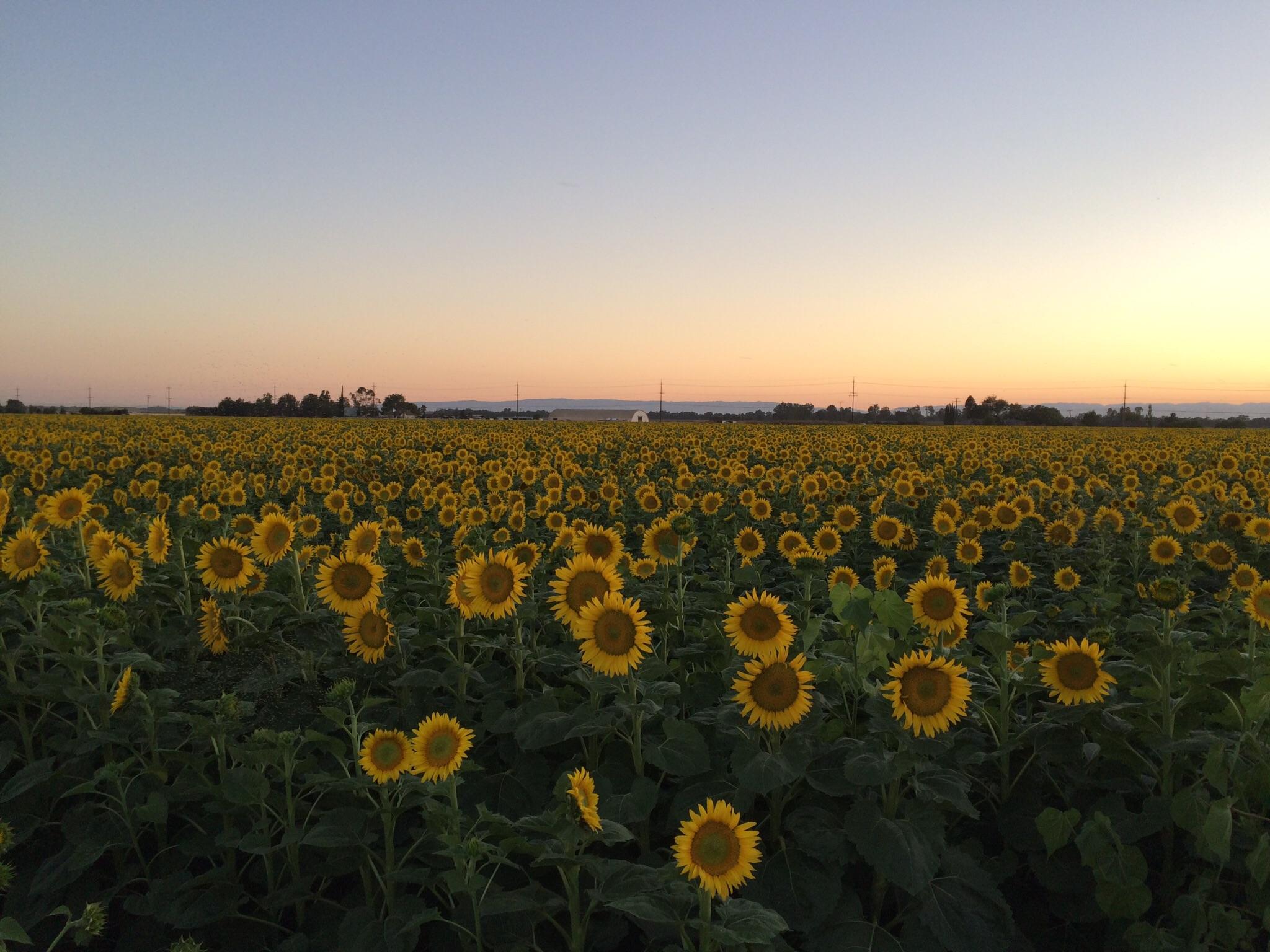 Sunflower field in Woodland, CA at dusk r/pics