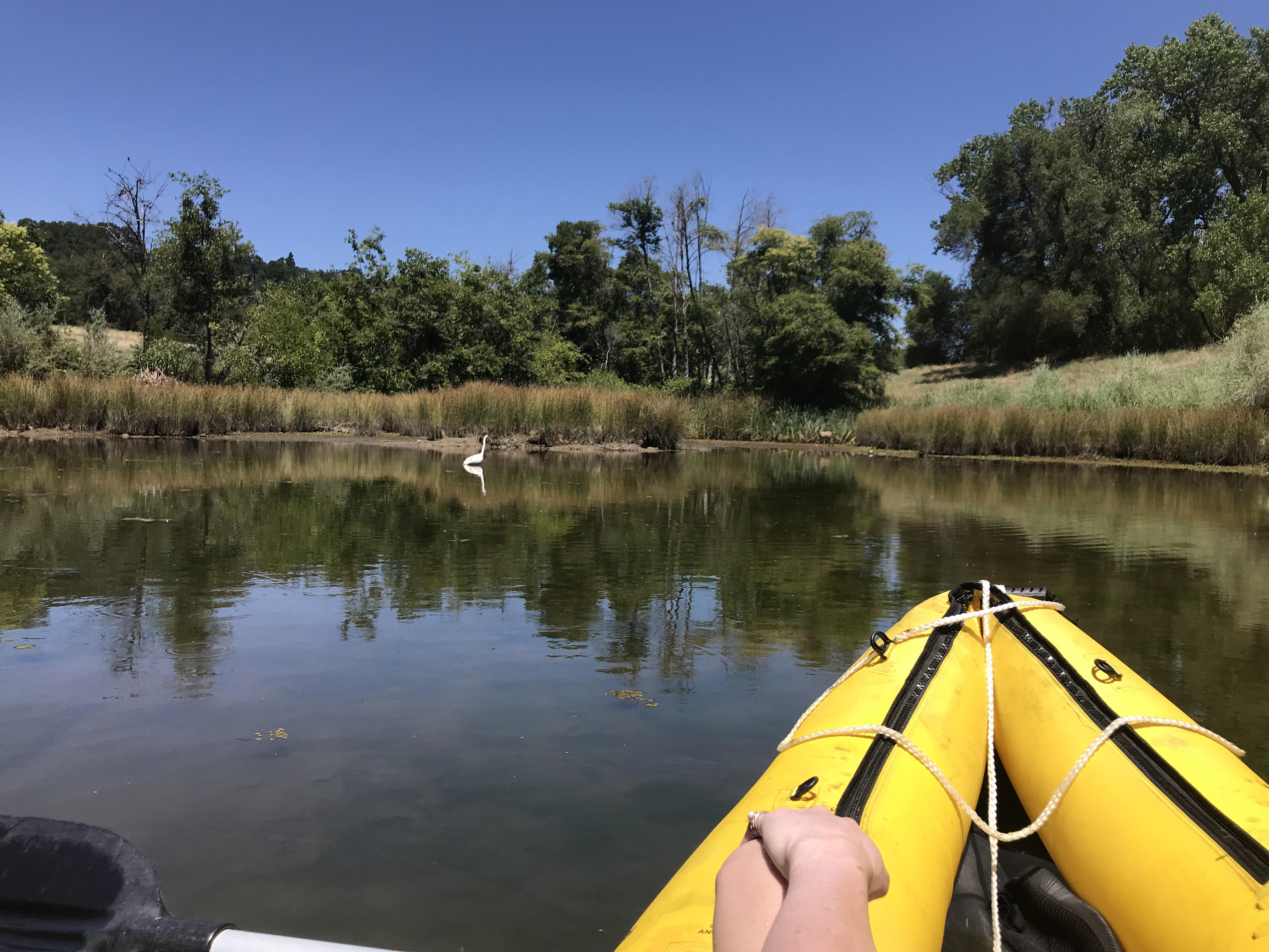 Taken today; Lake Natoma... watching this Snowy Egret and a baby deer