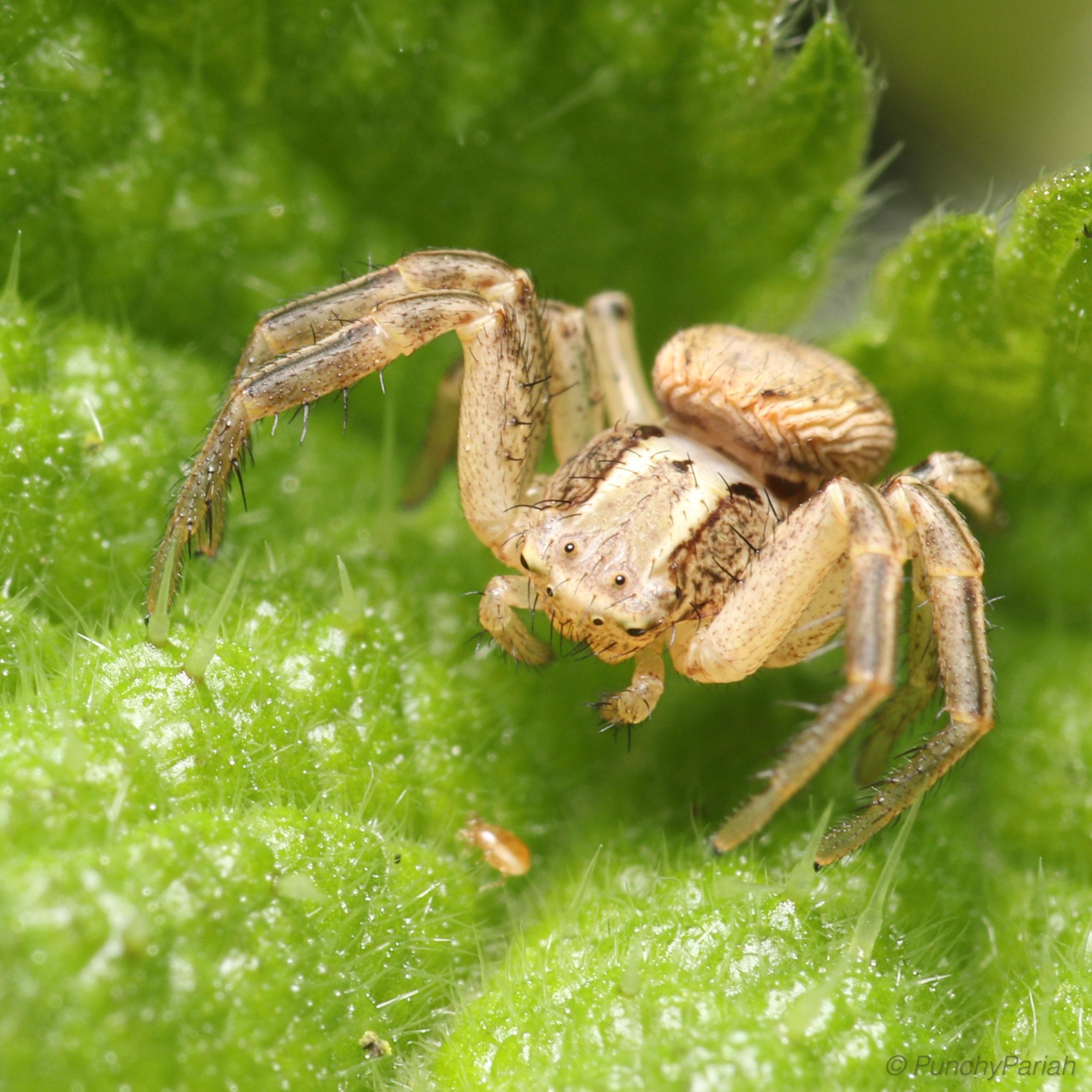 Female Common Crab Spider (Xysticus cristatus) looking rather hungry