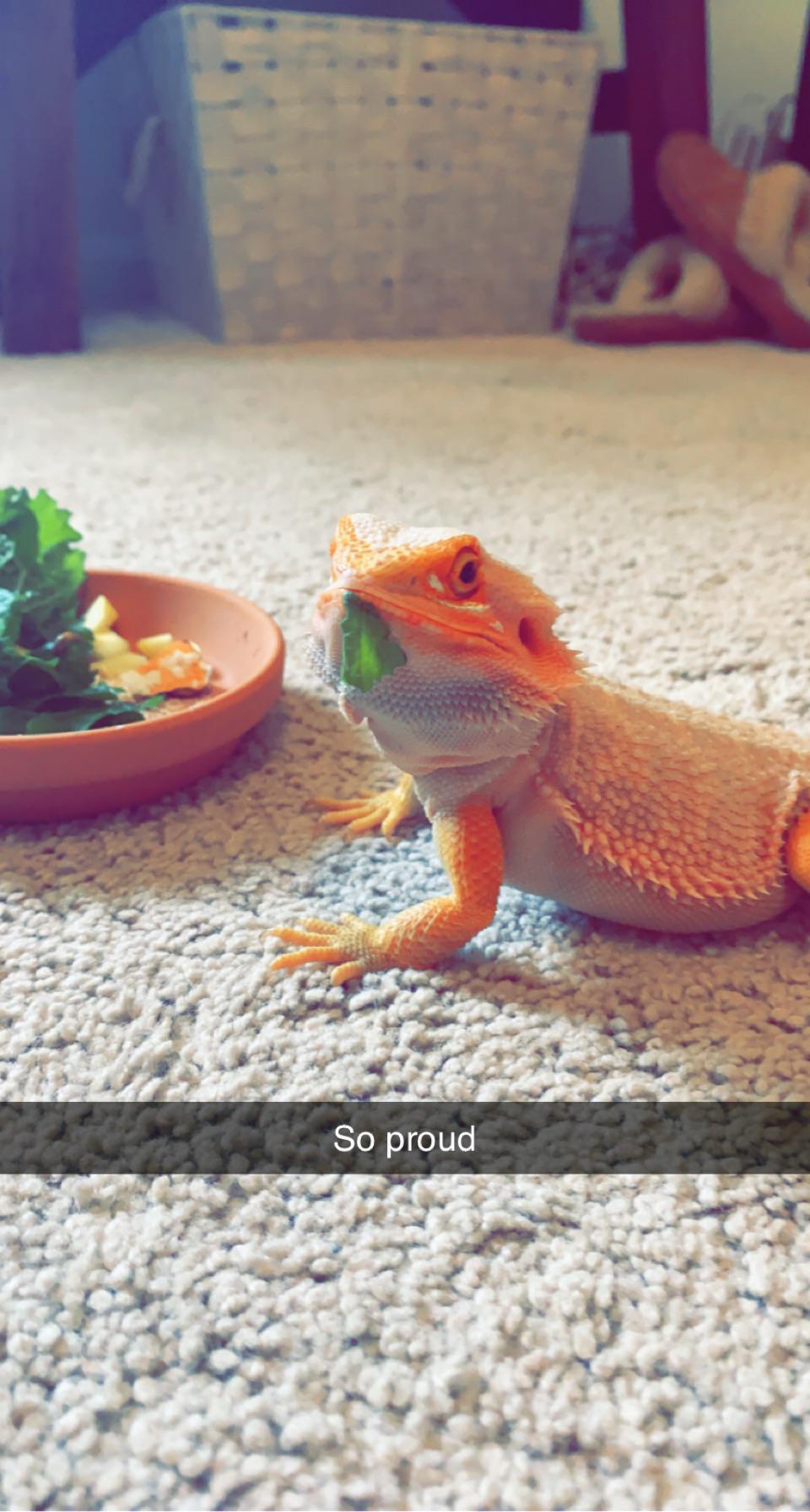 Mango, who claims to be a bearded dragon