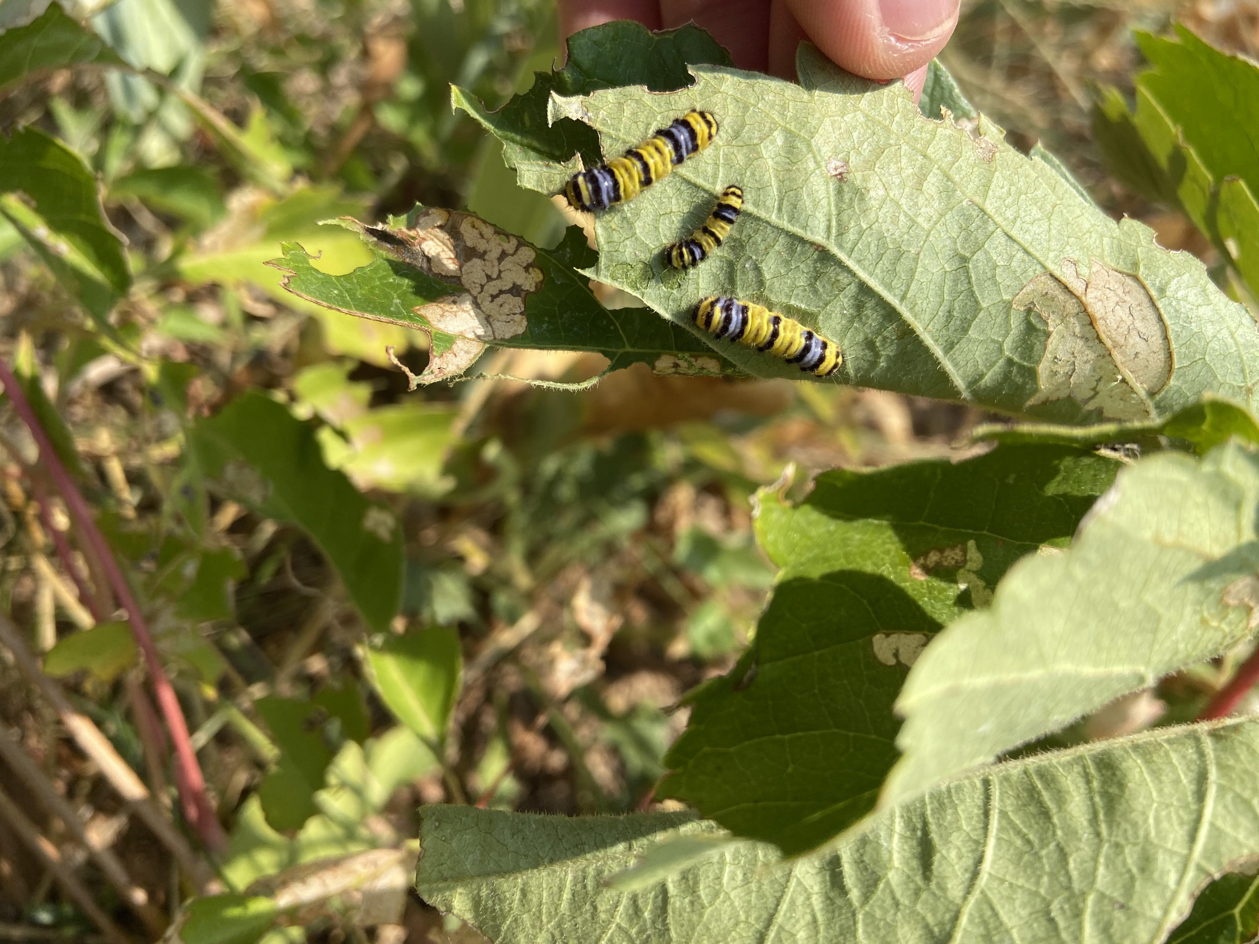 New Mexico What Are These Caterpillars? r/whatsthisbug