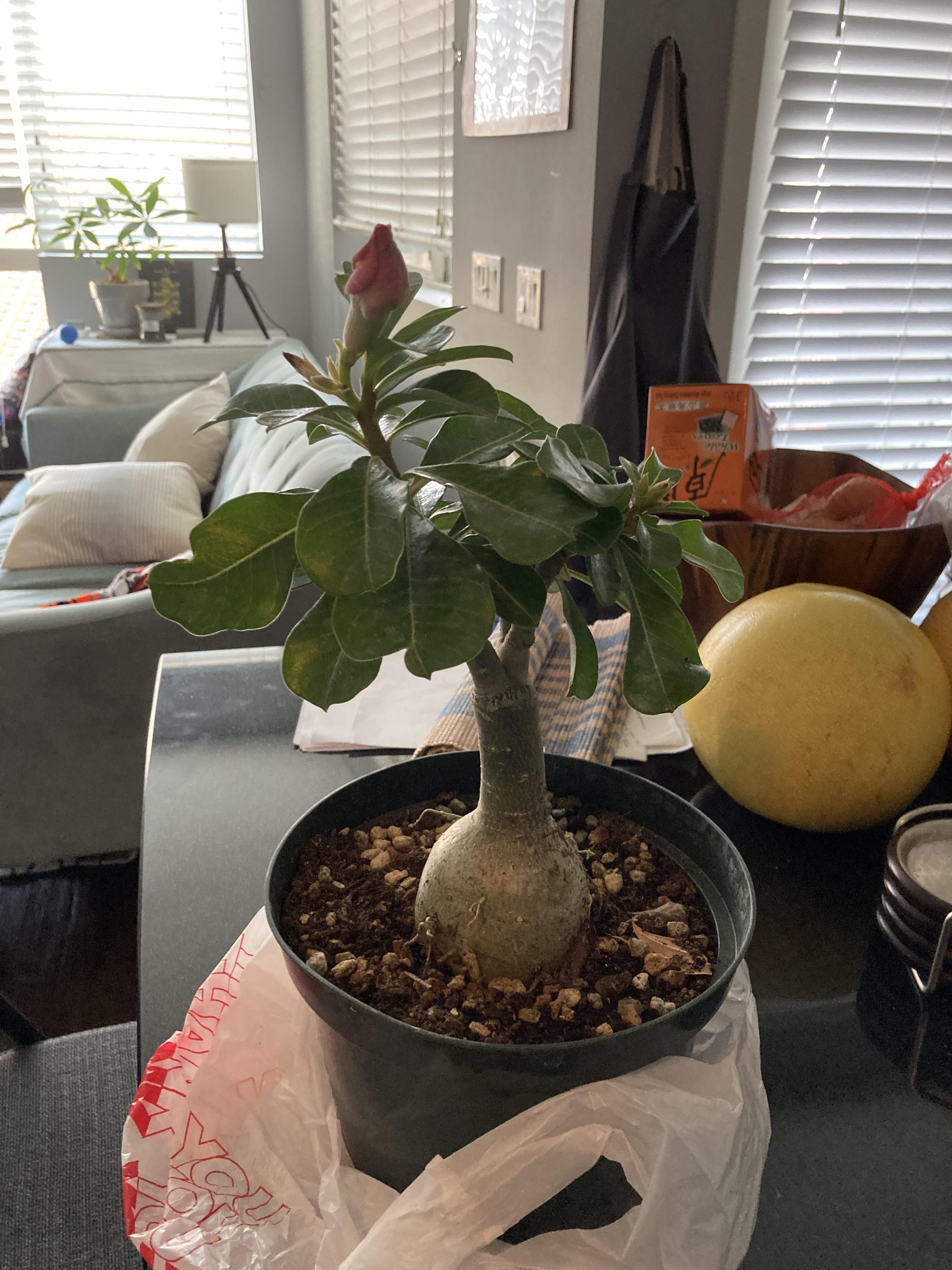 SO picked it up from Chinatown, Los Angeles. It’s awesome, but what is