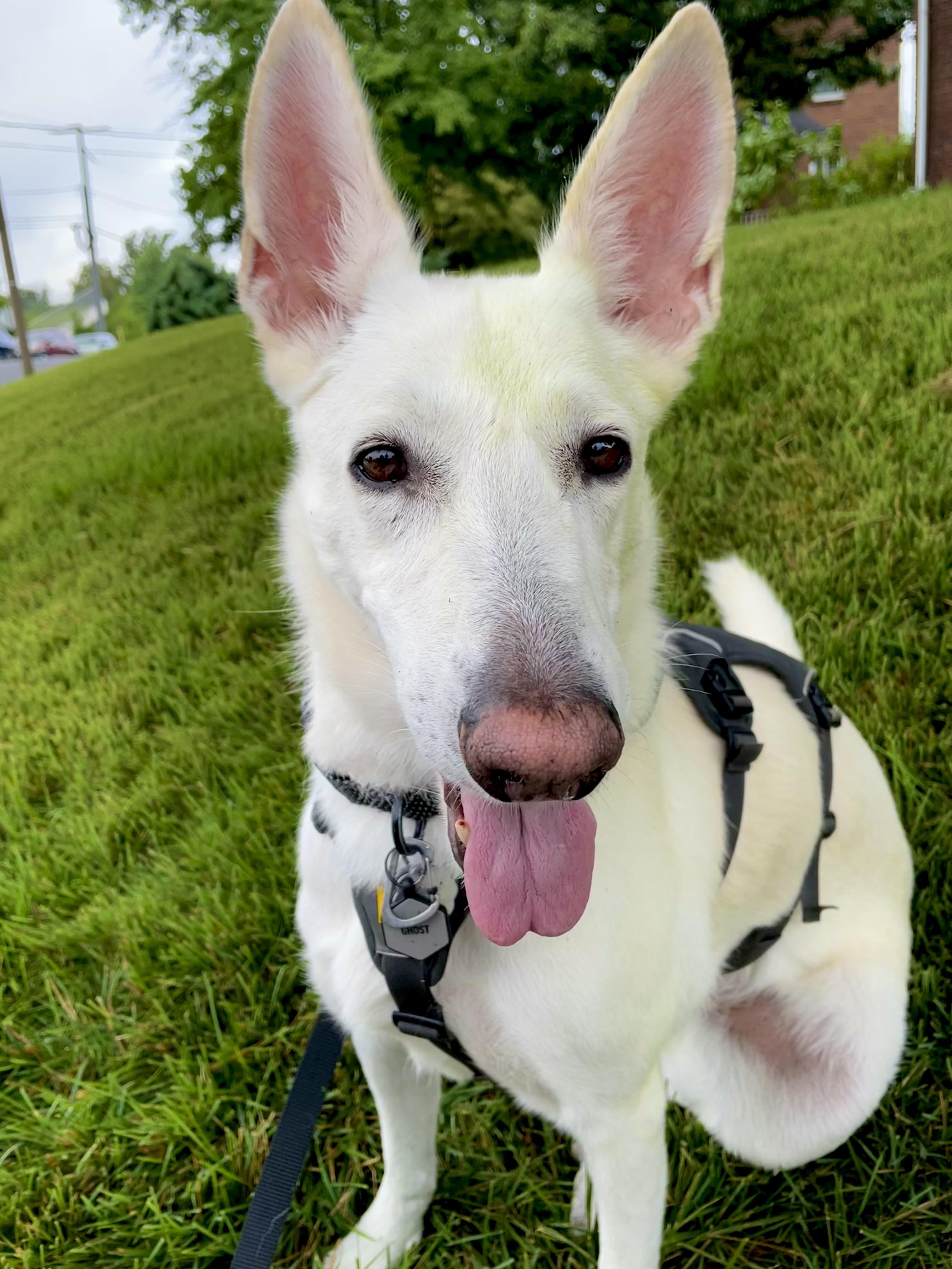 Does Tide get grass stains out of dogs? This girl loves diving into