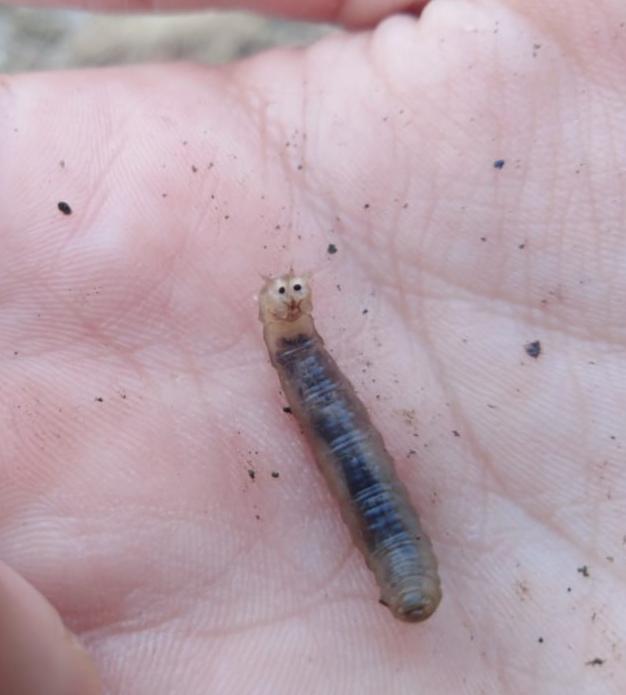 [N. Carolina] What are these tiny, black, jumping bugs? Often seen on