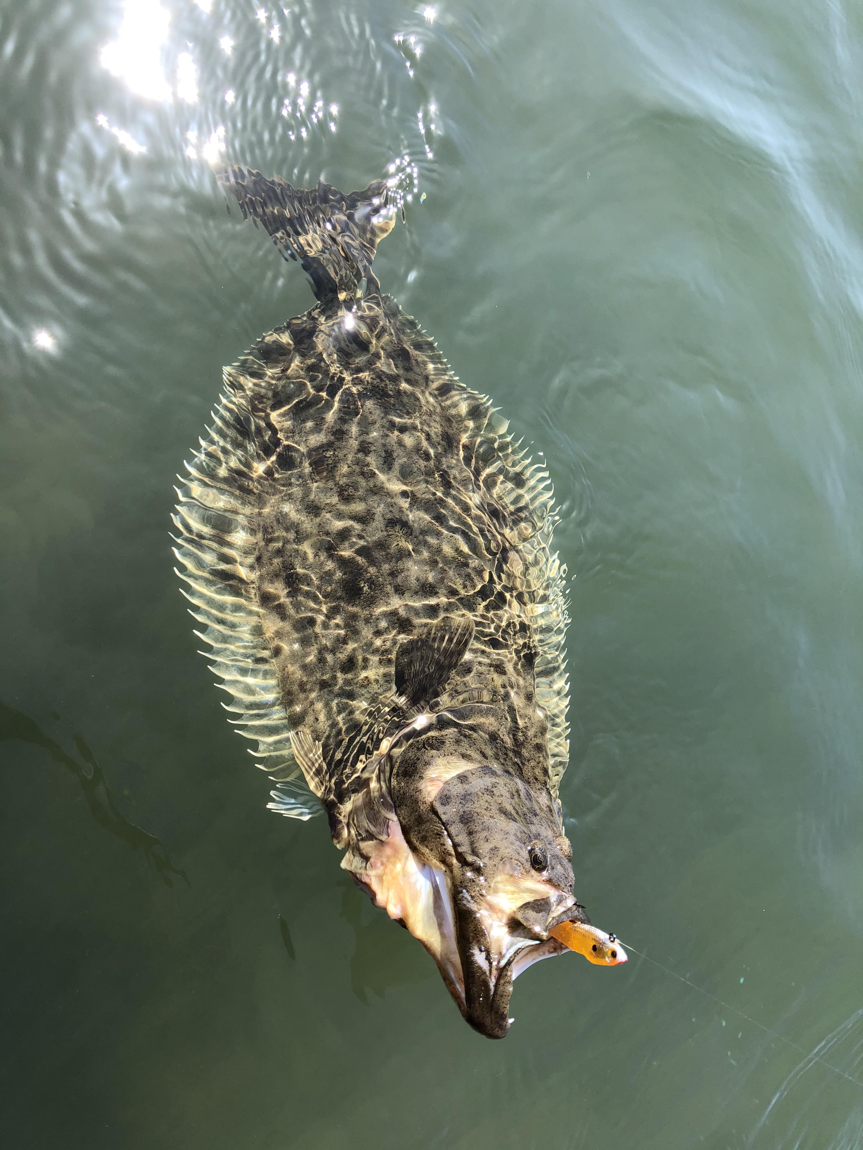 San Diego bay halibut r/Fishing