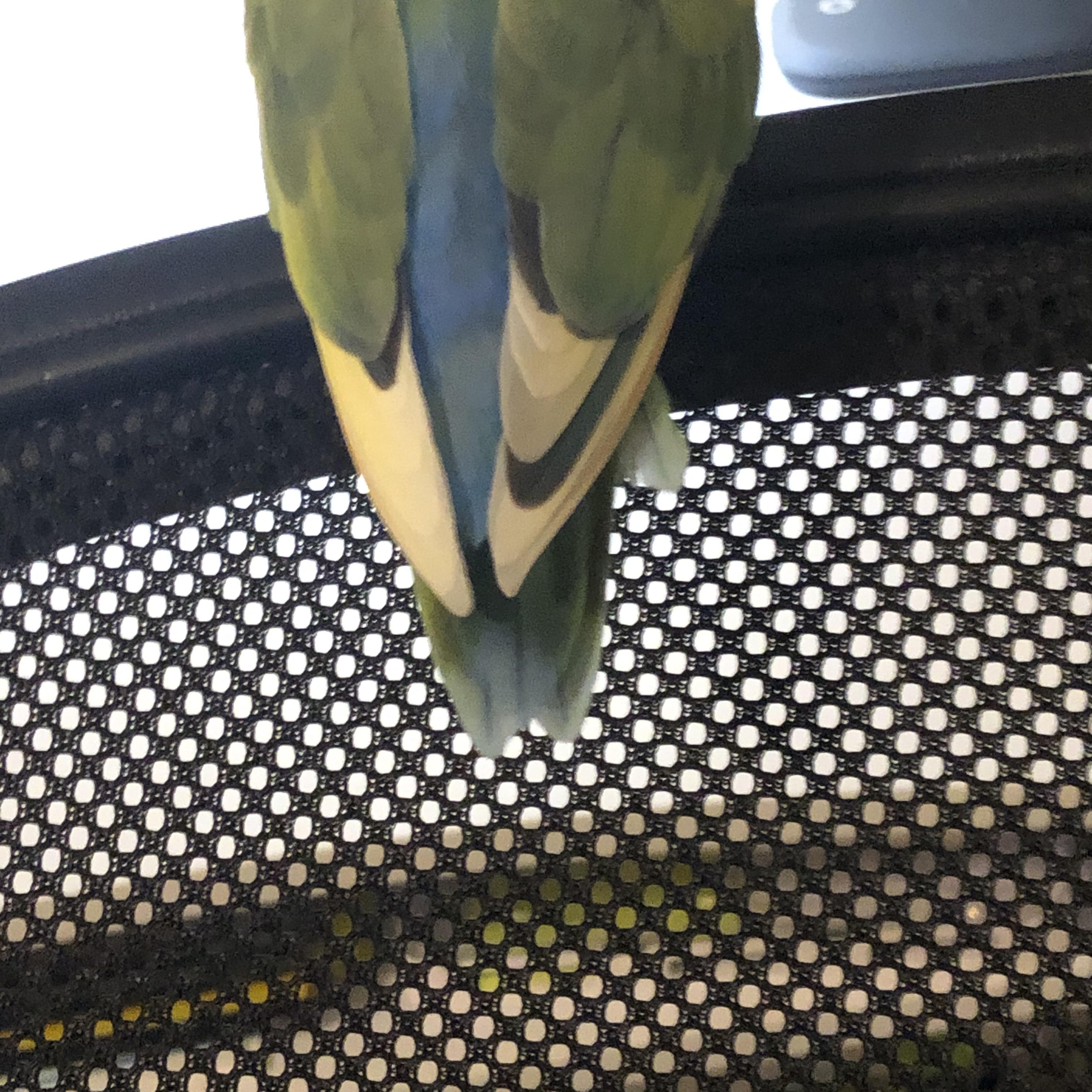 Is my lovebird plucking? He is missing some flight feathers and his