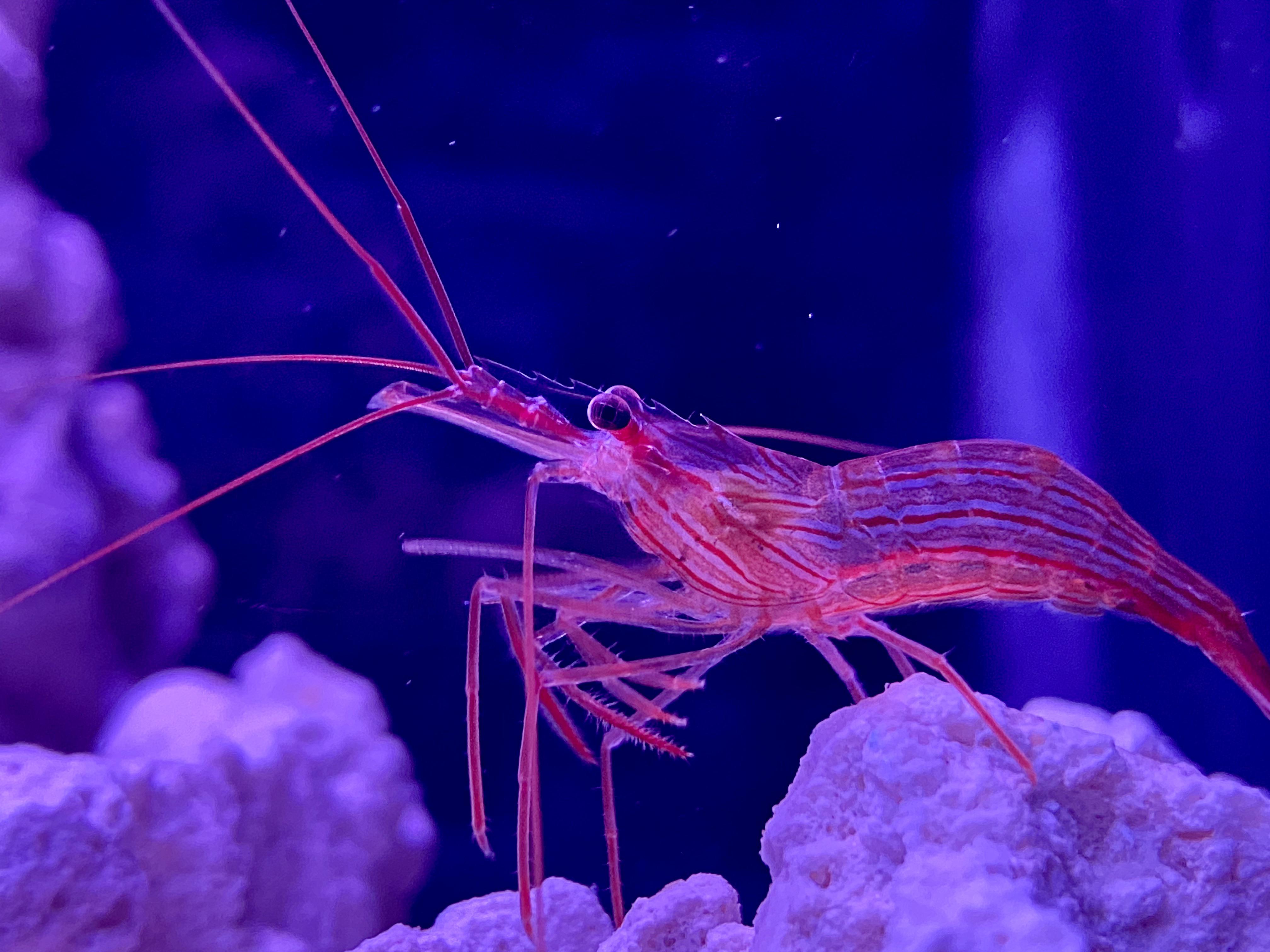 A picture of my peppermint shrimp r/pics