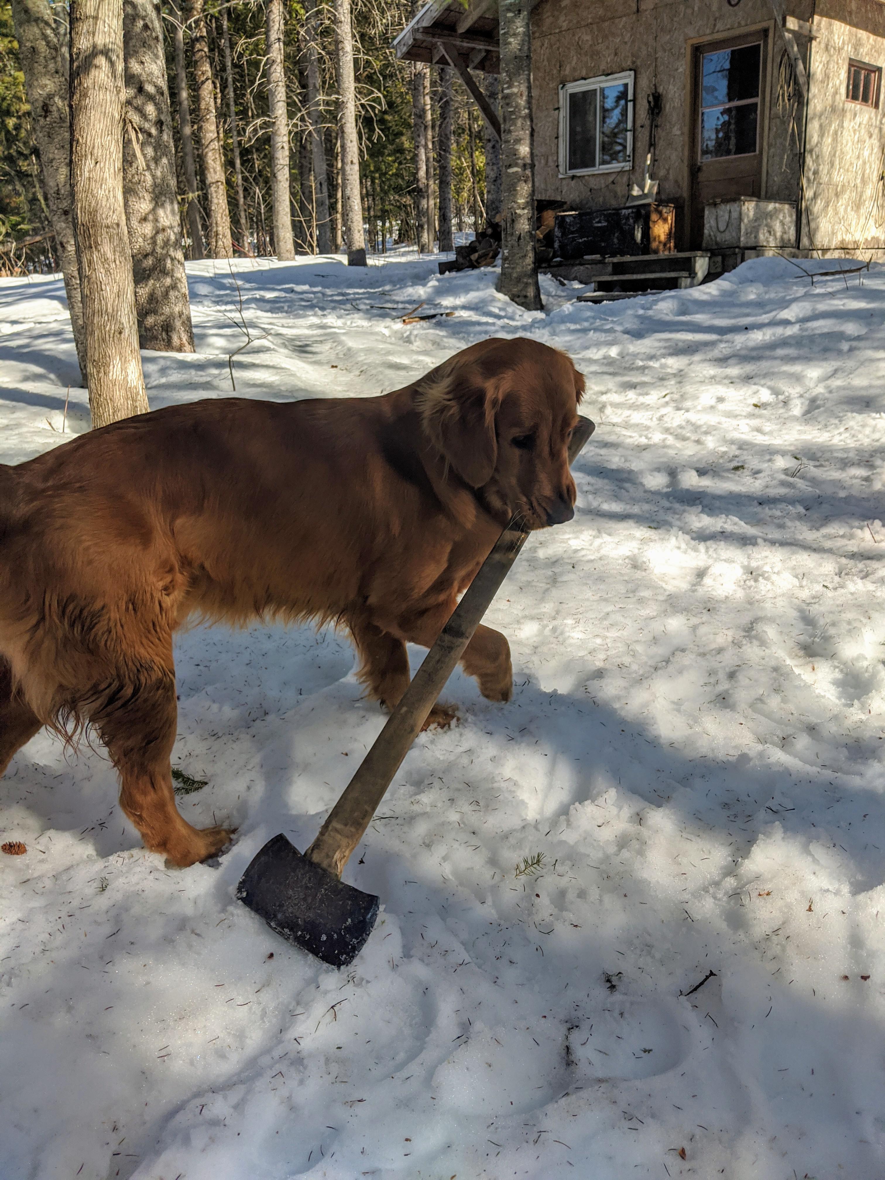 Don't leave an axe laying around a stick loving dog... They'll try to