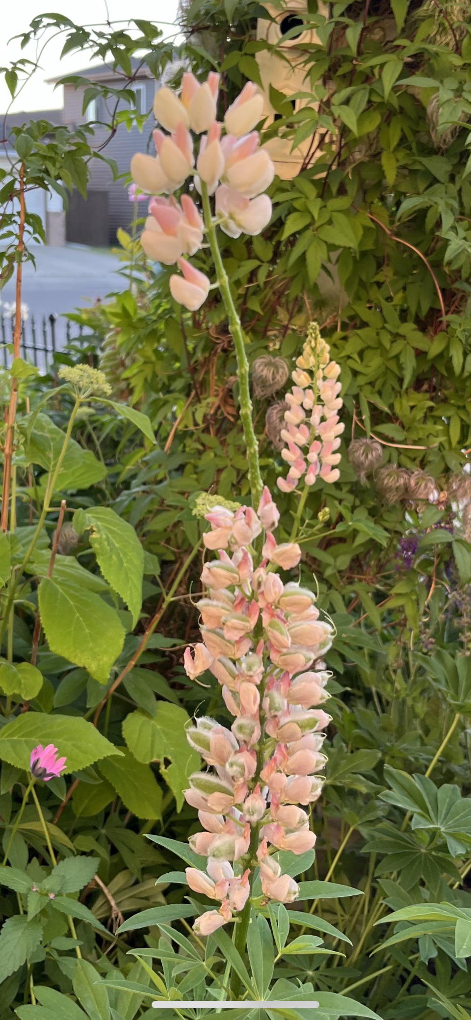 Does anyone know what is eating my lupin? Just in the middle of the