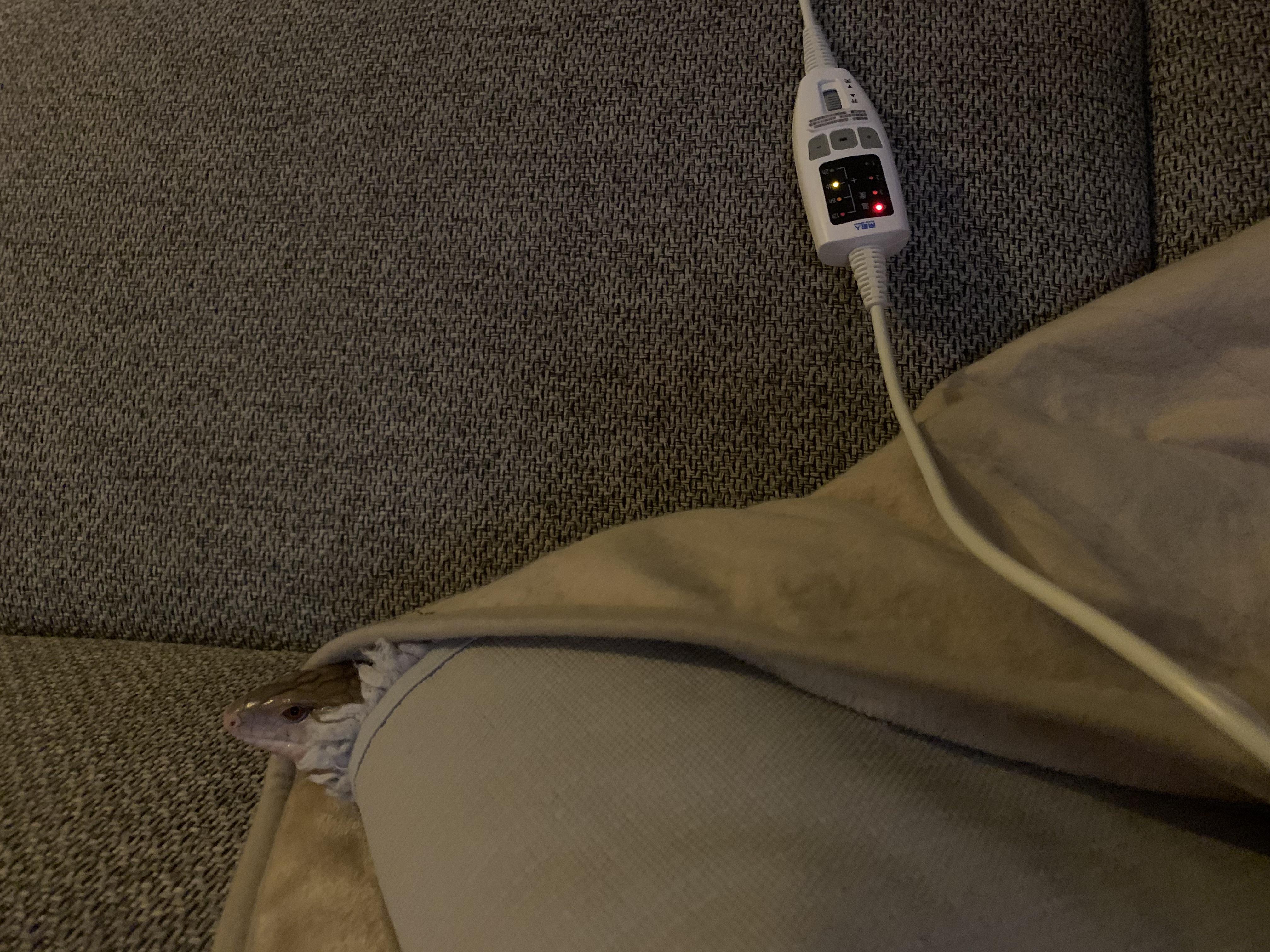 Heated blanket burrito r/bluetongueskinks