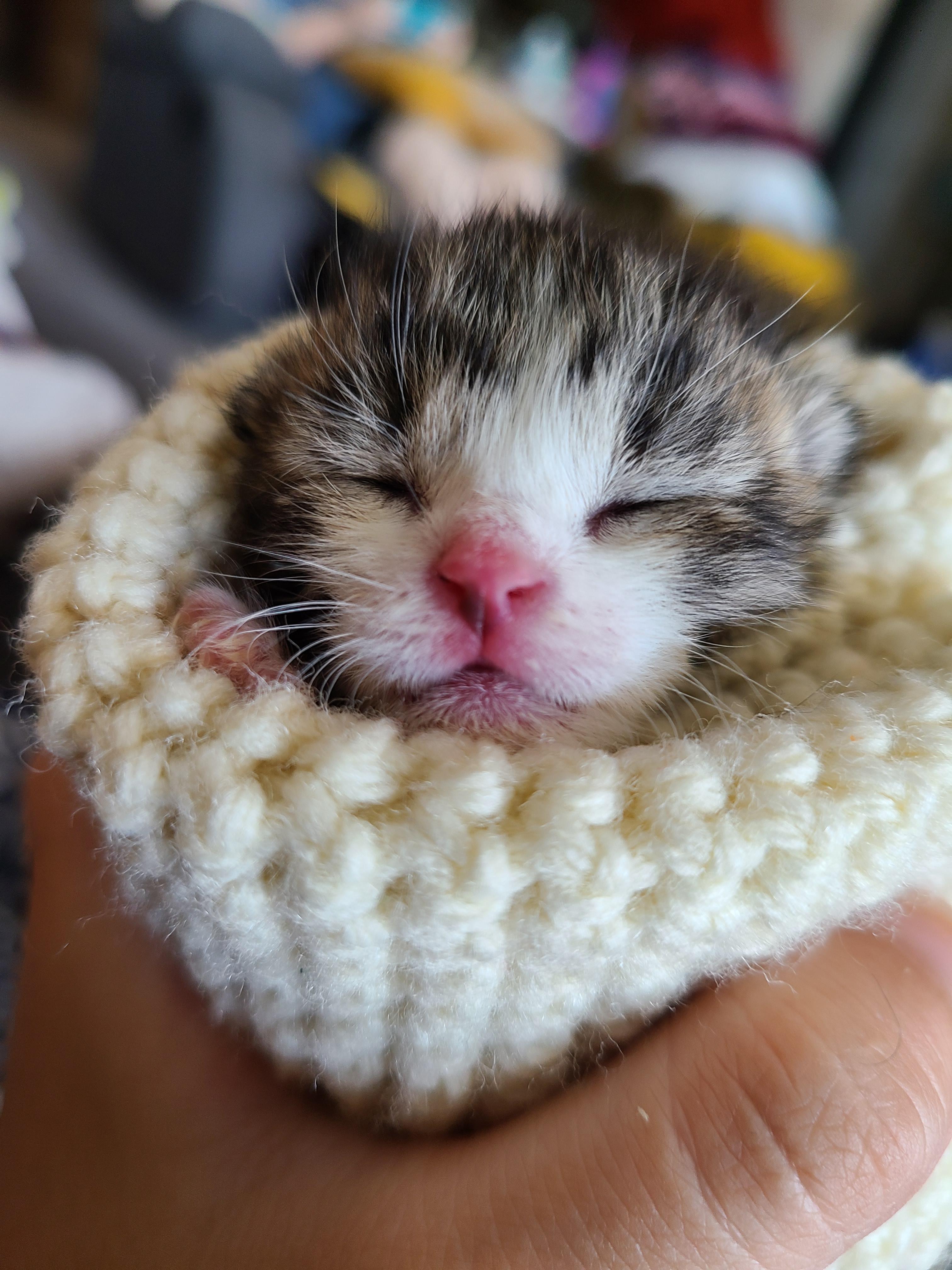 Baby kitten my family saved r/Eyebleach