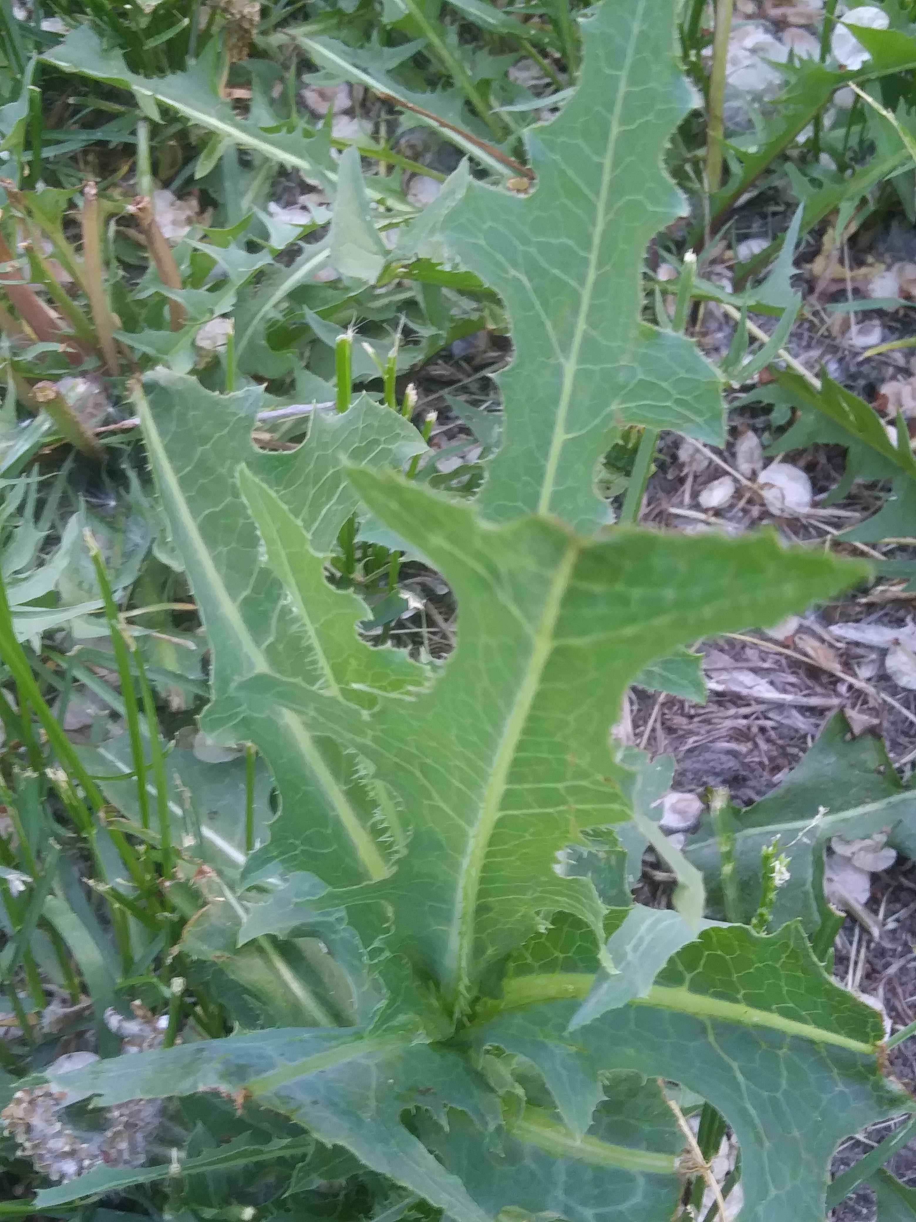 What are these nasty things with spikes? They're like dandelions, but