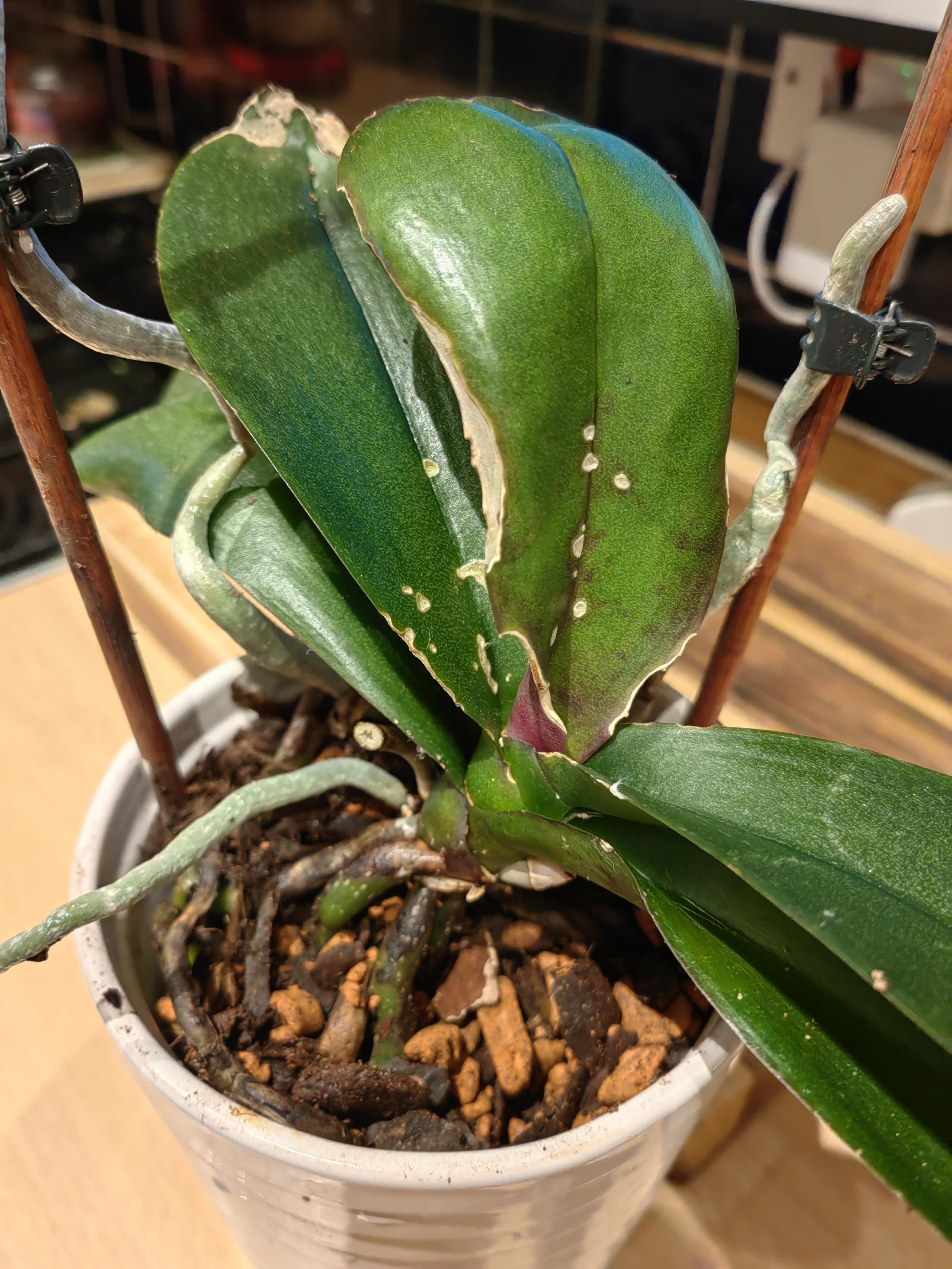 Any idea what's wrong with my orchid? r/orchids