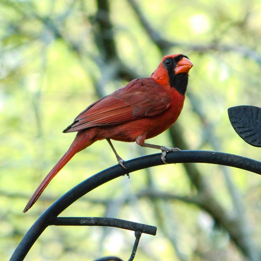 Beautiful male Cardinal, our state bird. Dayton Ohio r/birding