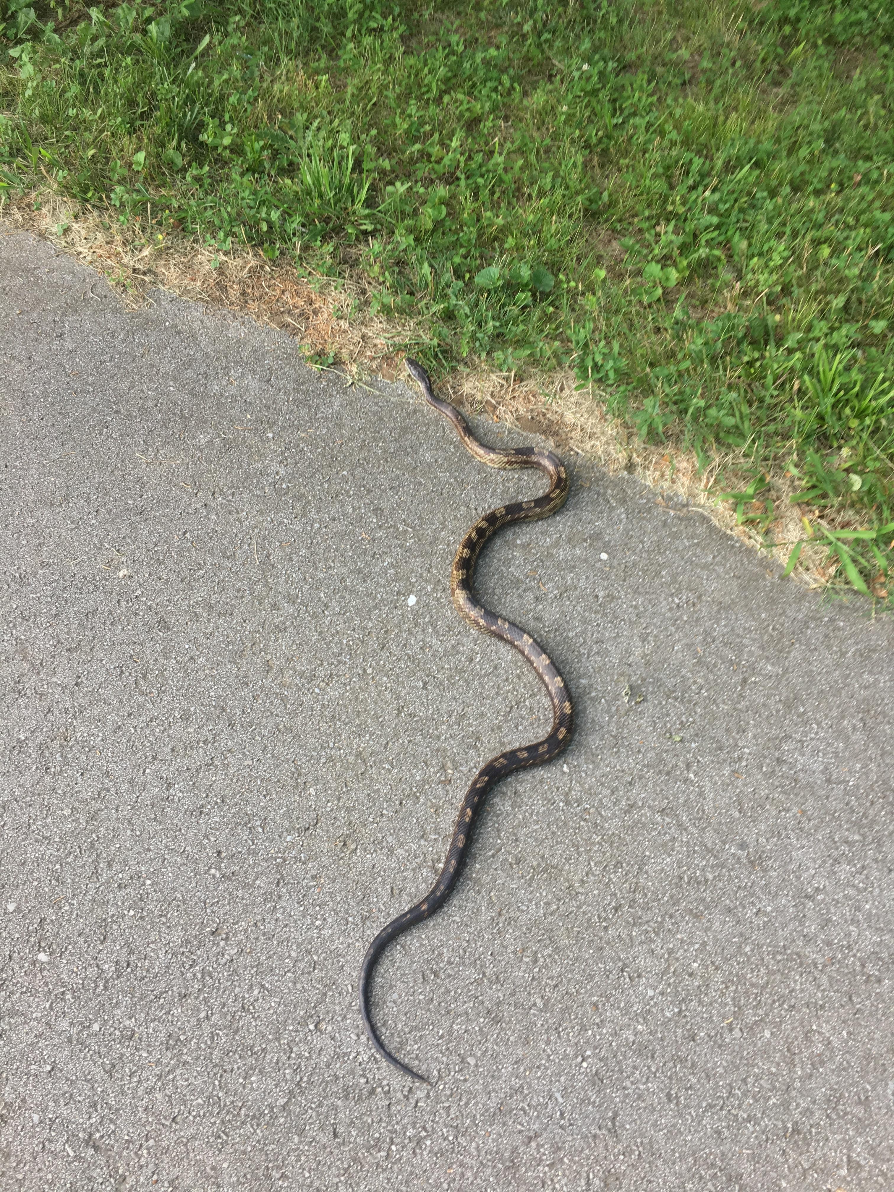 Snakes In Middle Tennessee