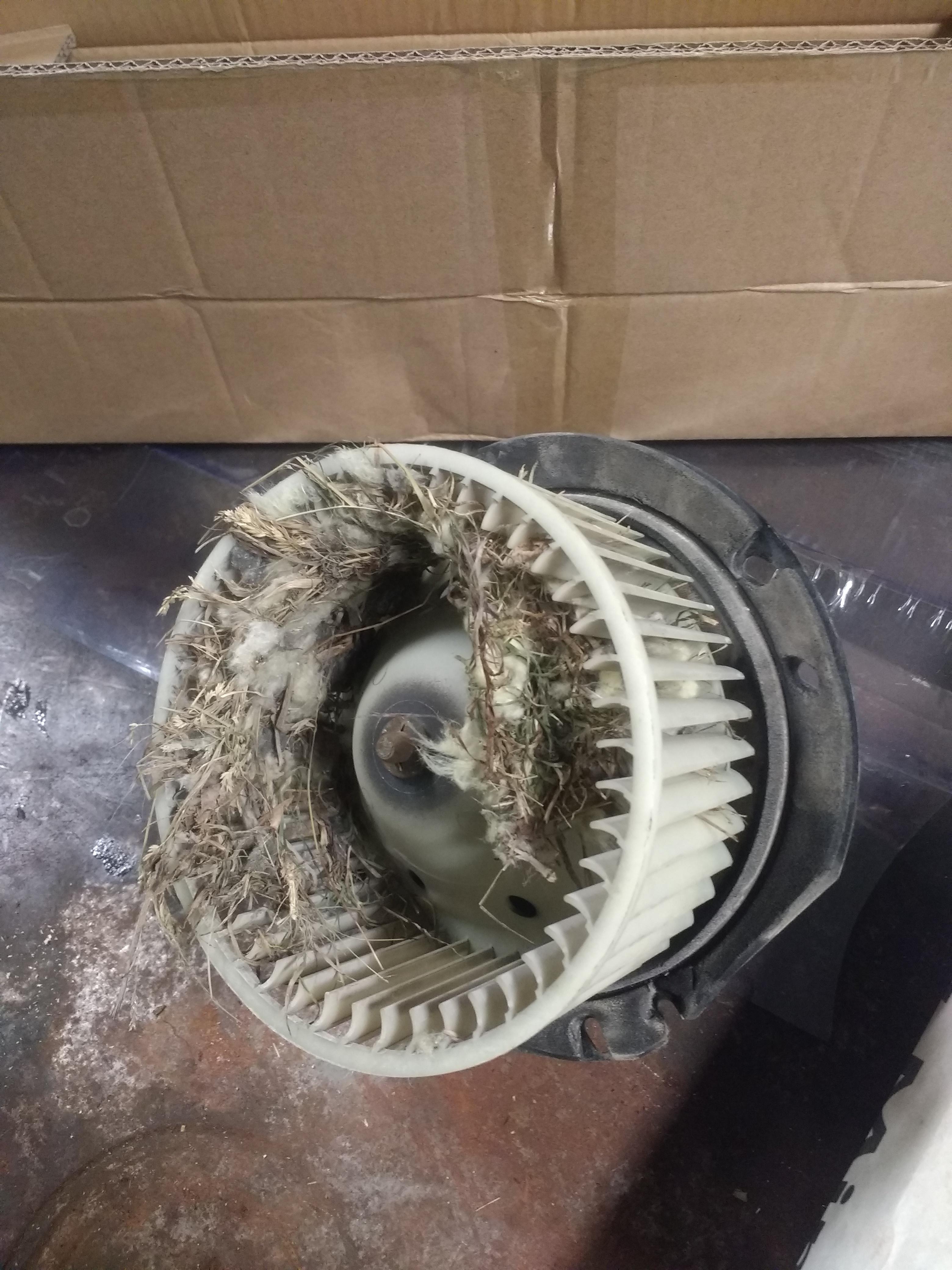 Fan making a funny noise they said. Found out why.