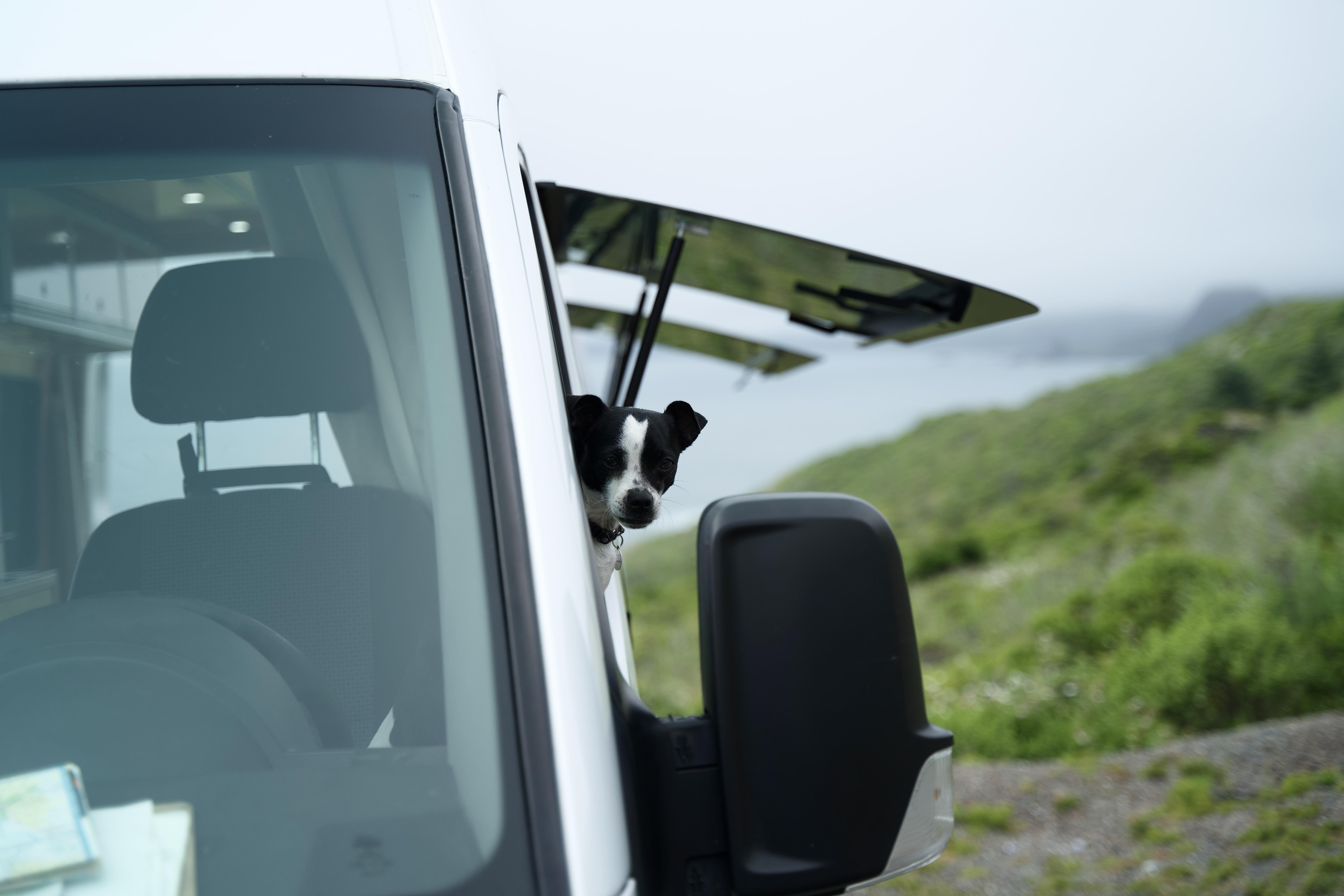 What are you doing to make sure your pets live their best van life