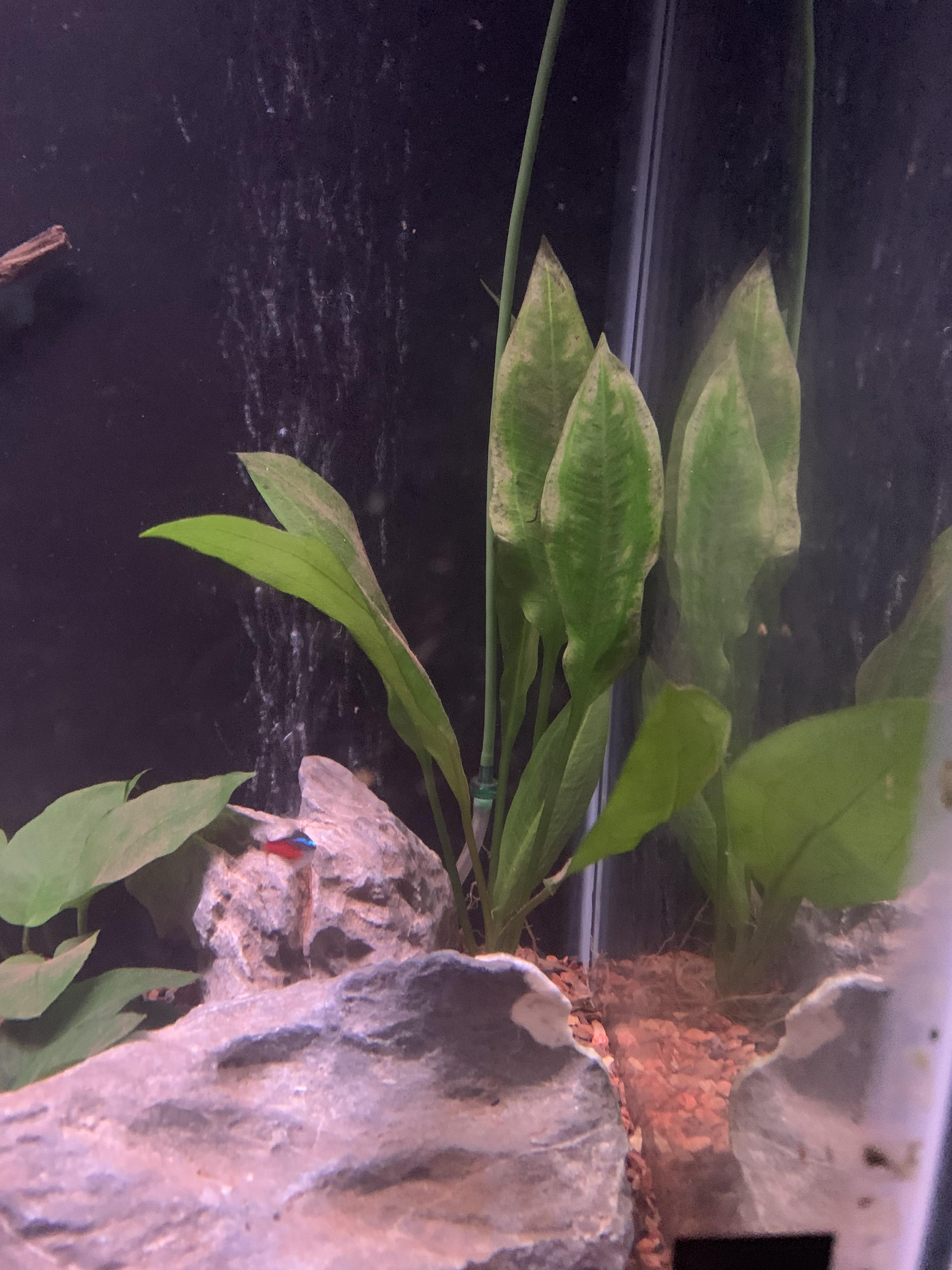Amazon sword help, why are the leaves turning yellow/brown r/PlantedTank
