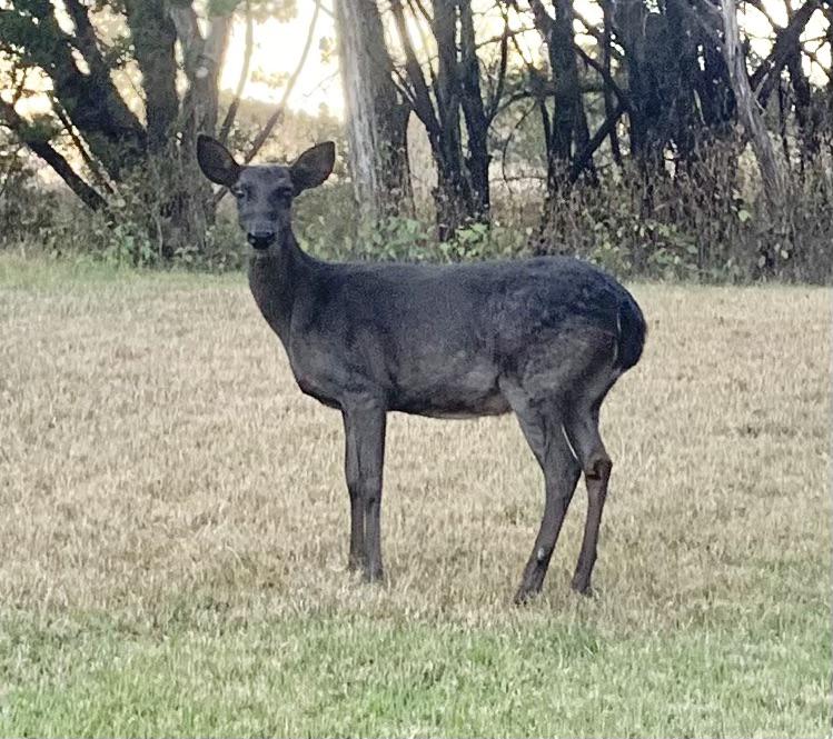 Black Whitetail Deer