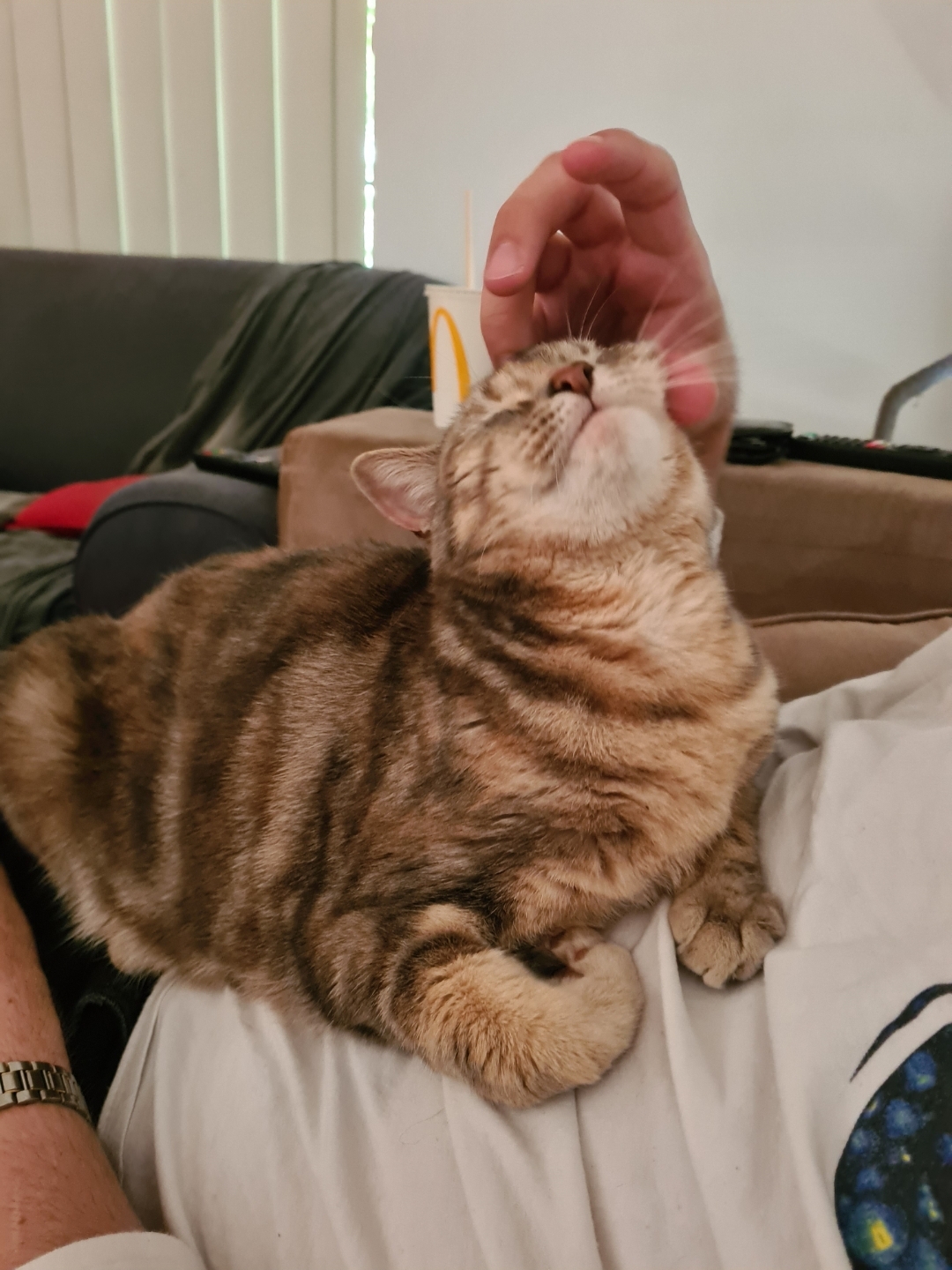 My partner's cat did some extreme curling during their cuddle session 🥰