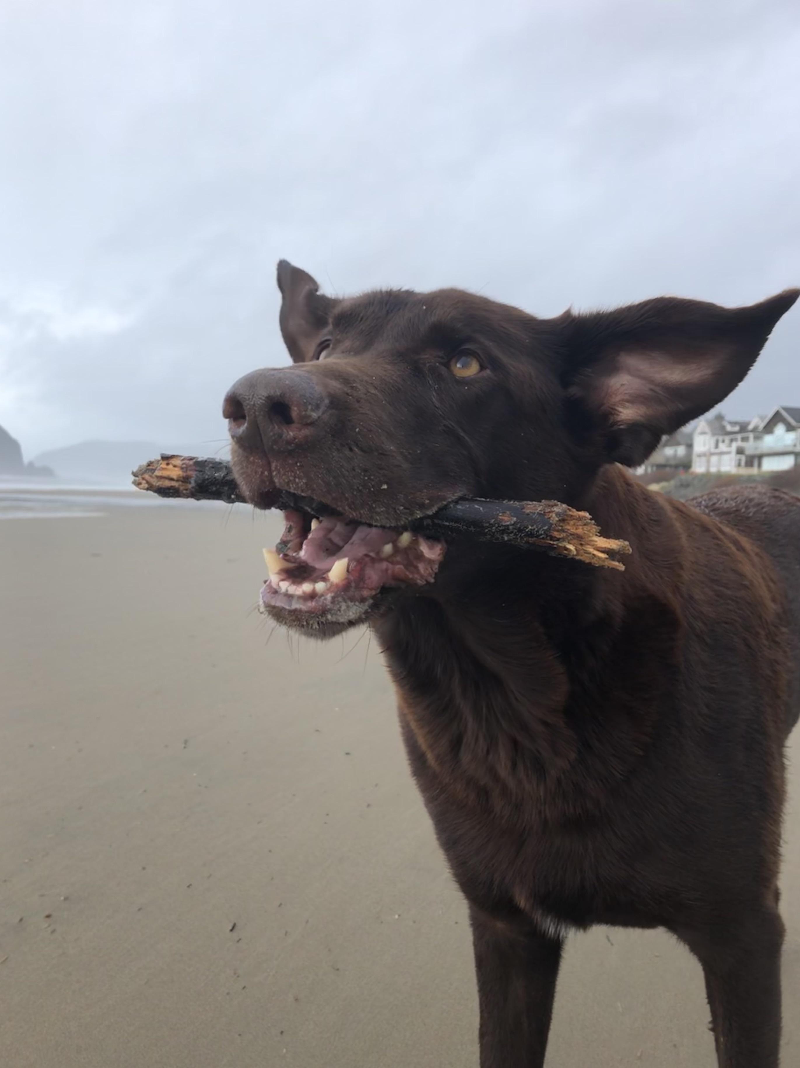 Harpo Moonbeam, the tripod wonder dog crossed over a month ago. We