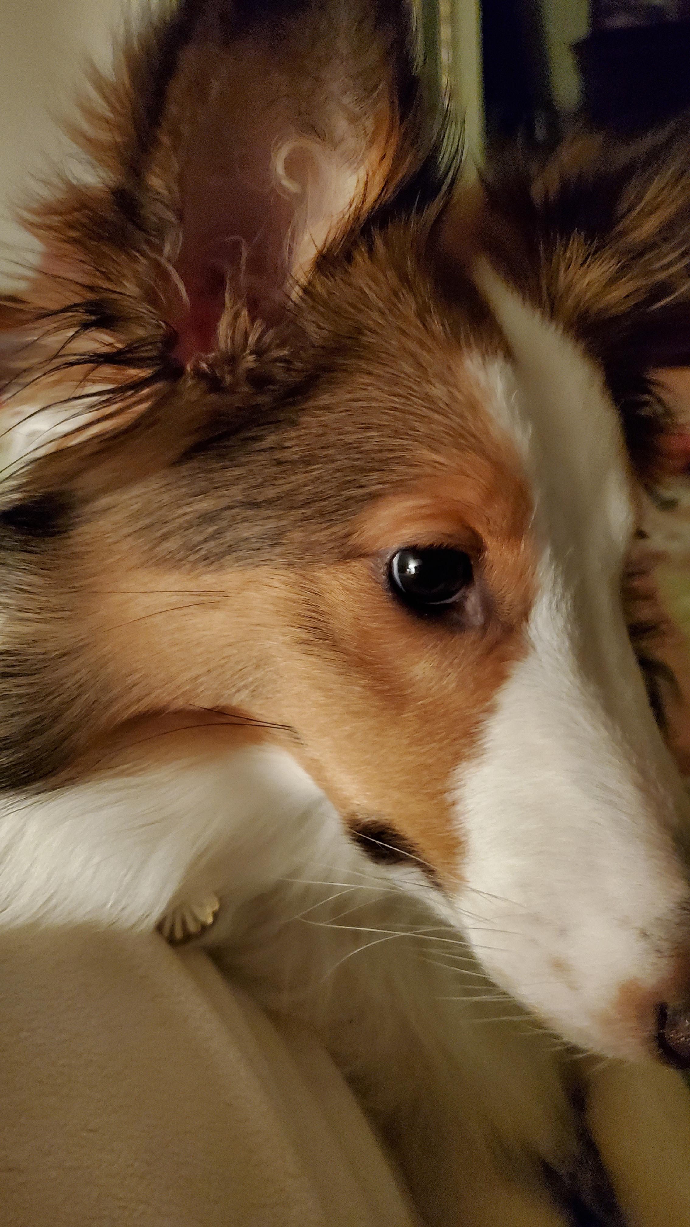 Big, beautiful shnozz! shelties