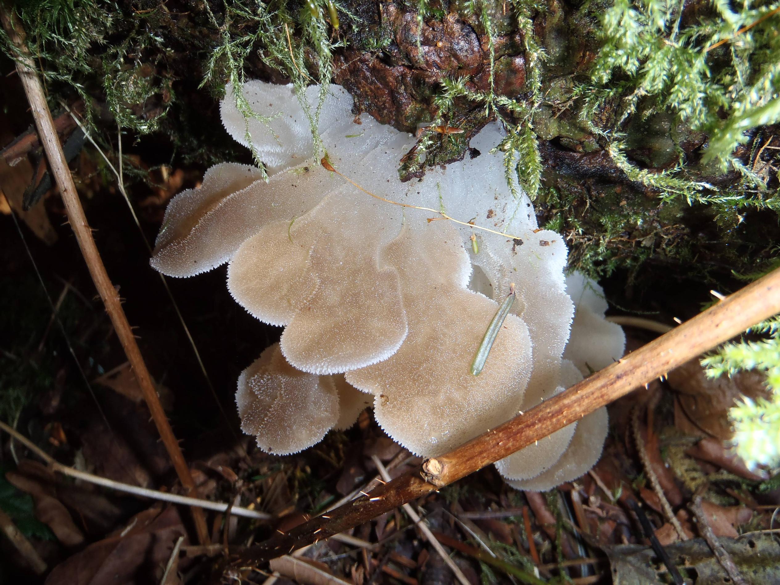 A Pseudohydnum Gelatinosum, or Toothed Jelly Fungus r/BeAmazed
