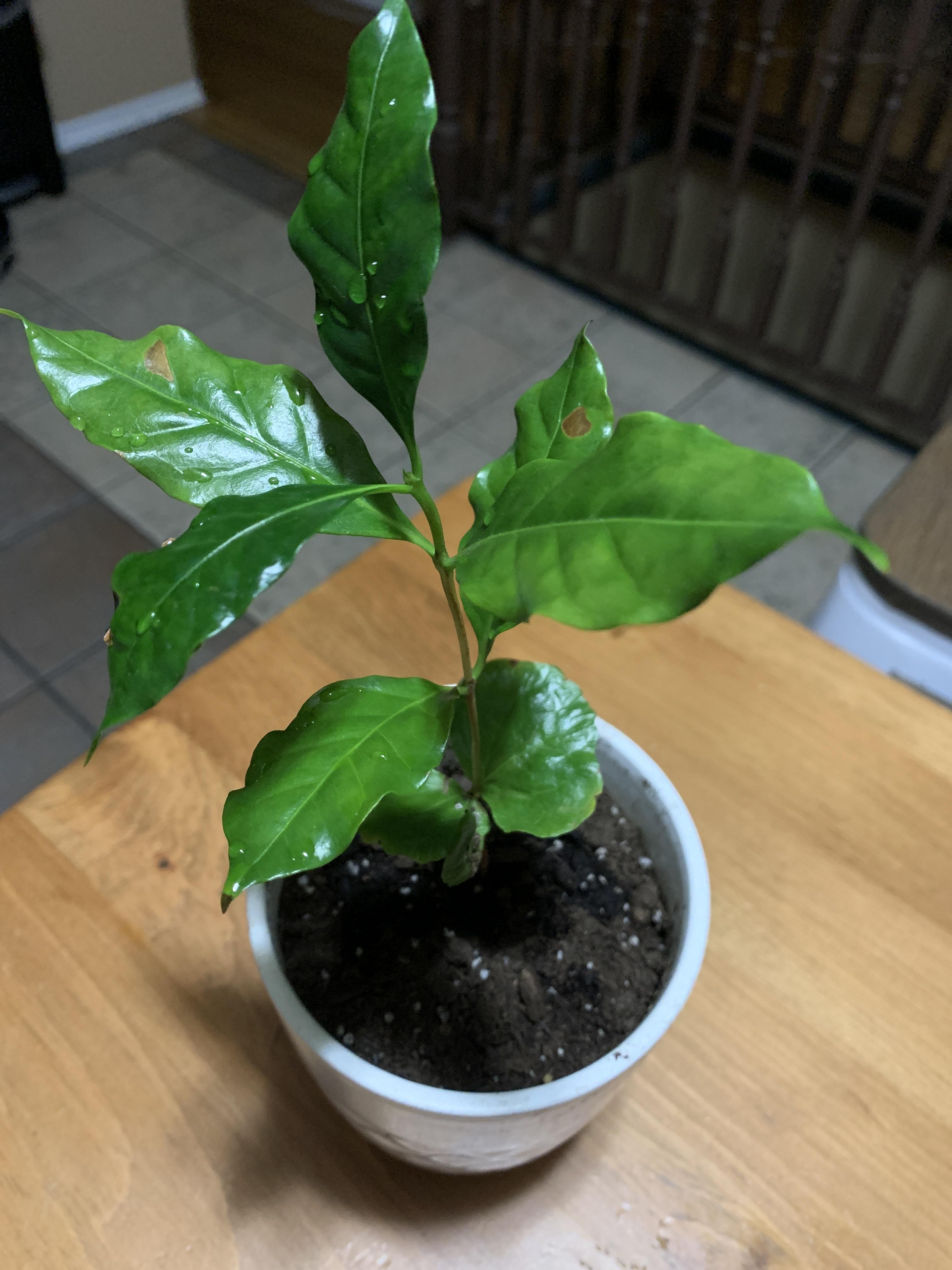 Getting brown spots on my coffee plant! I mist it once a day, is this