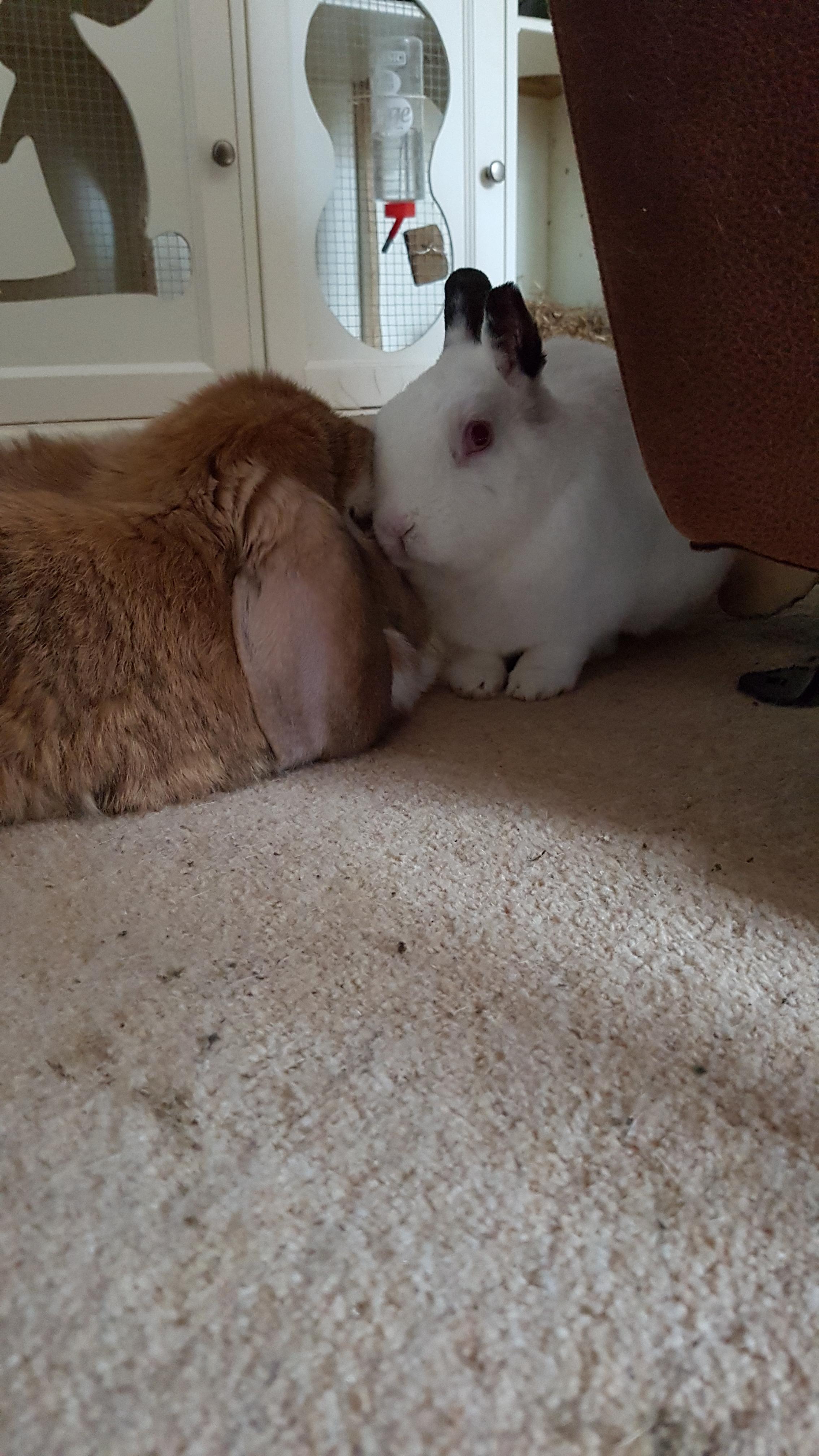 Finally Bonded! r/Rabbits