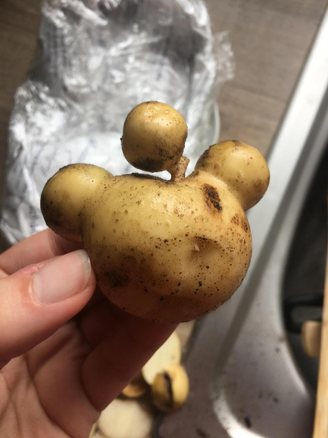 The Reddit Potato! interestingasfuck