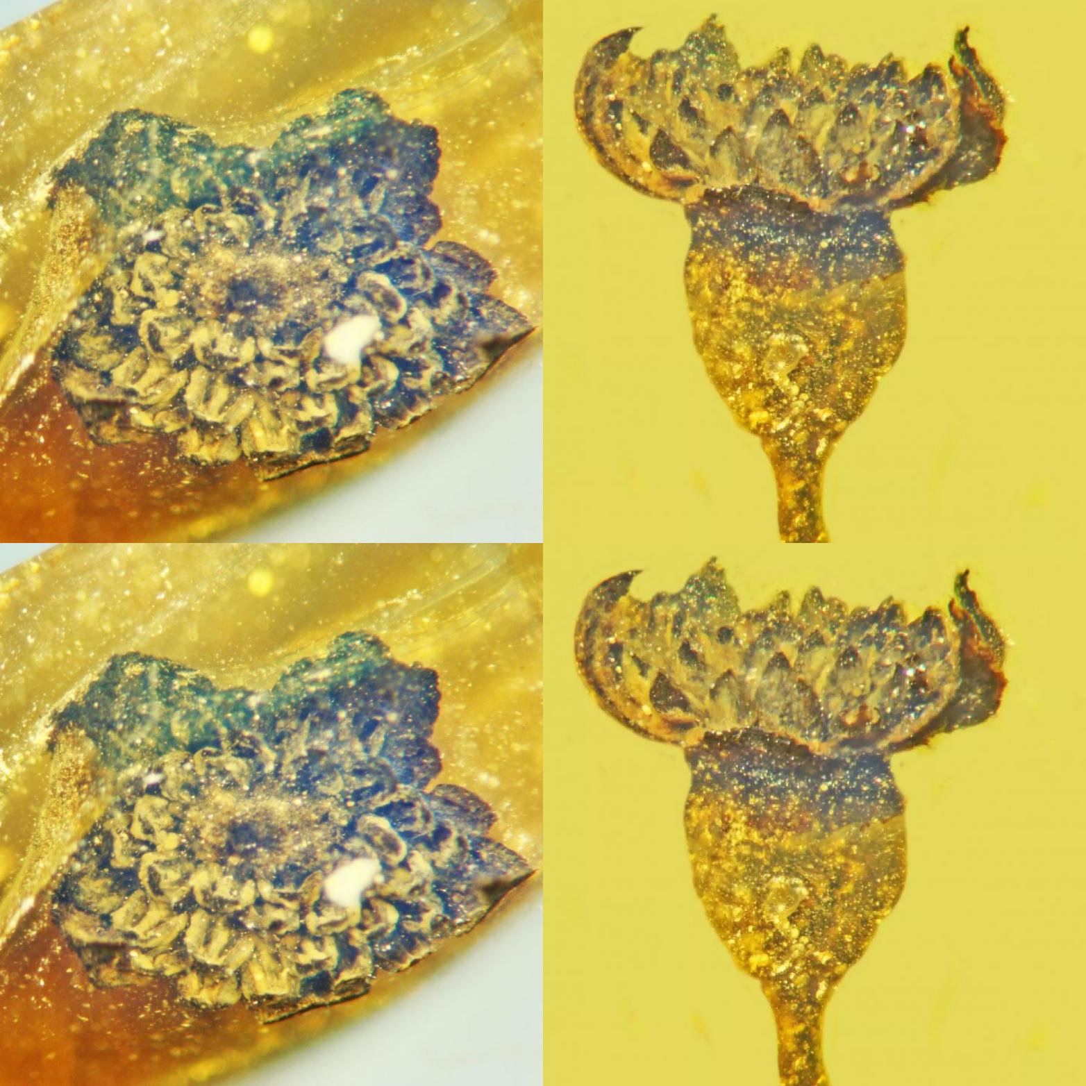 This is a newly discovered species of flower, now called Valviloculus