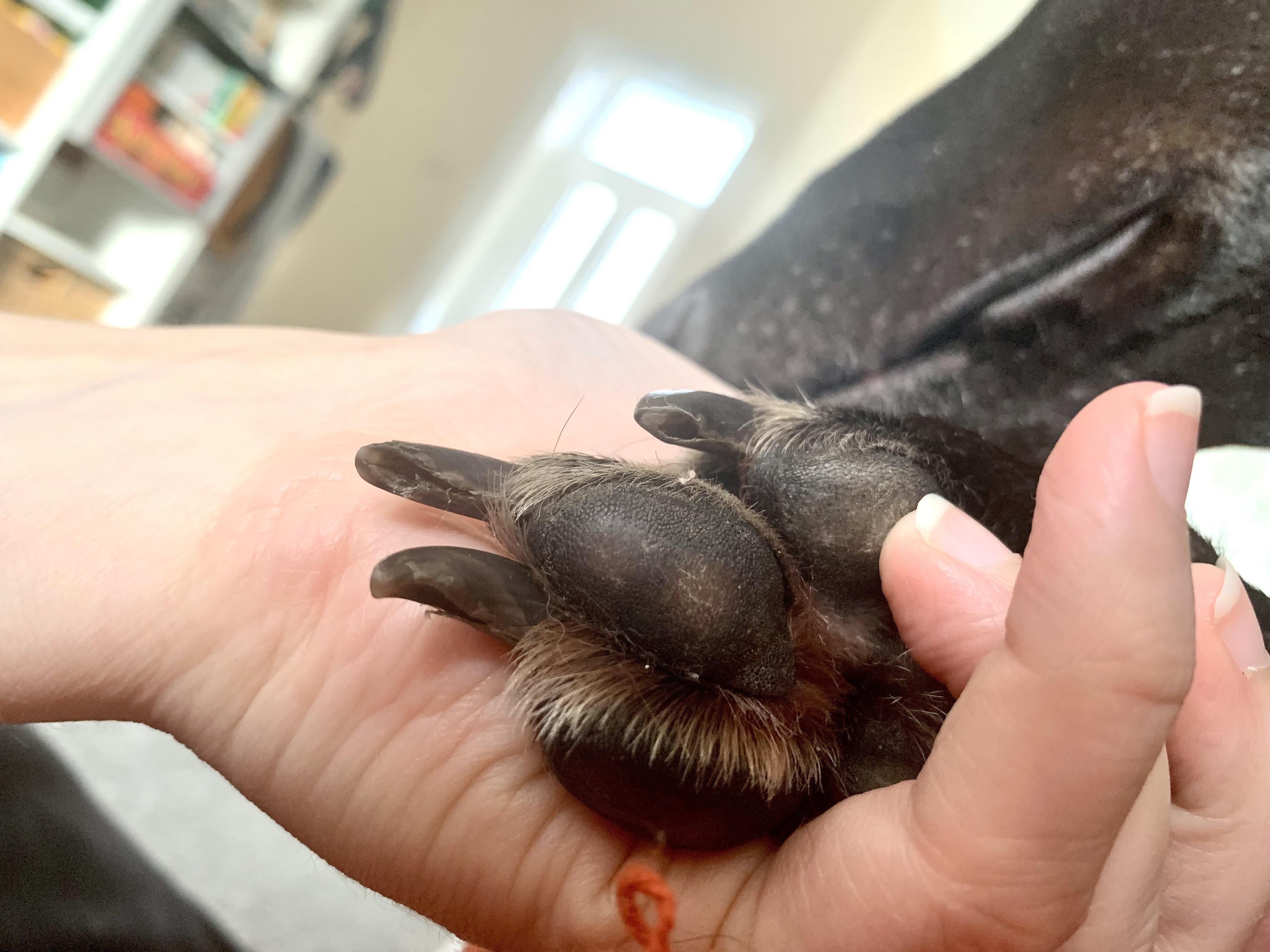 What Causes A Dogs Nails To Split