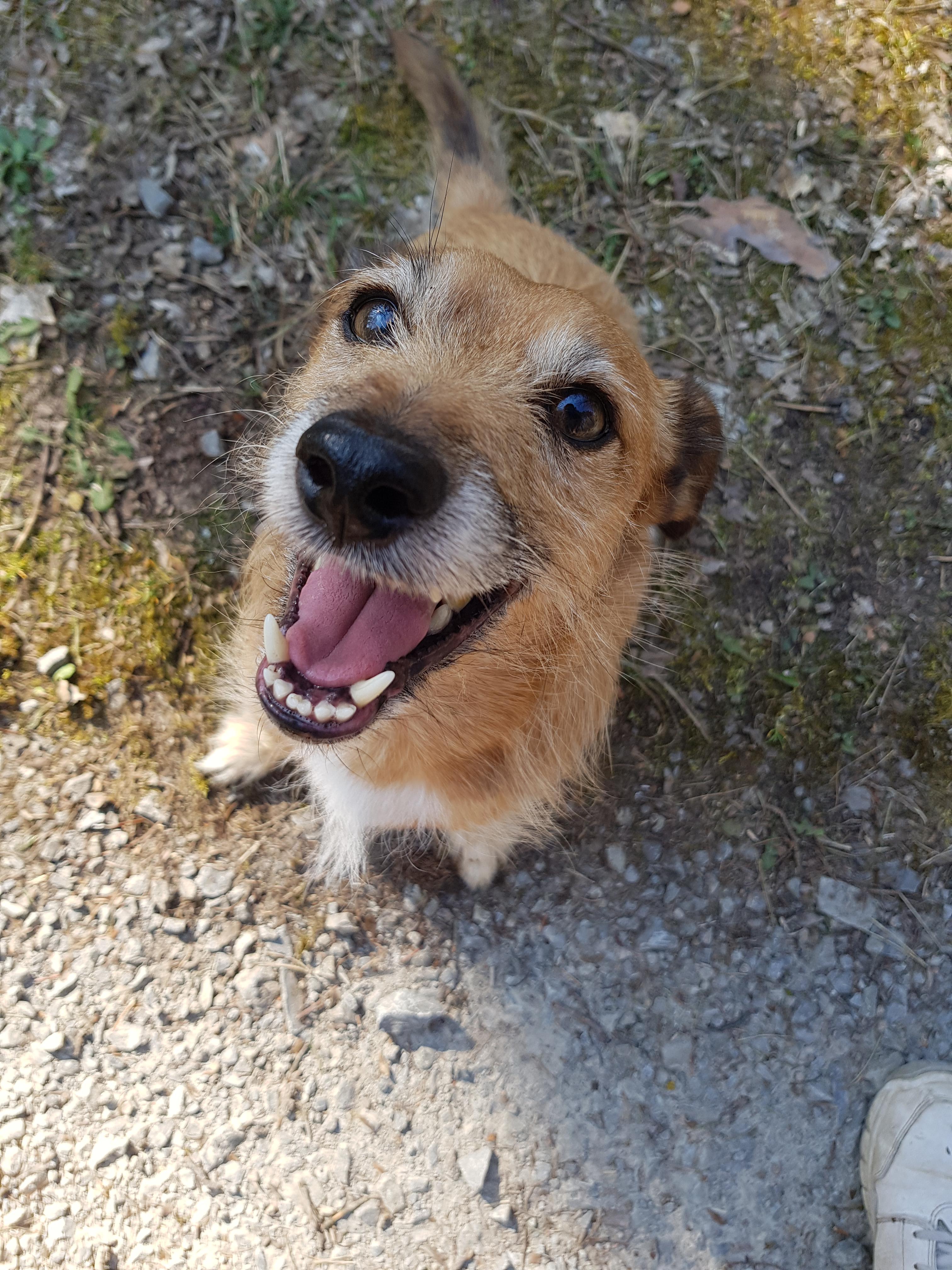 Everytime my dog looks at me like this, I have to smile. So I wanted to