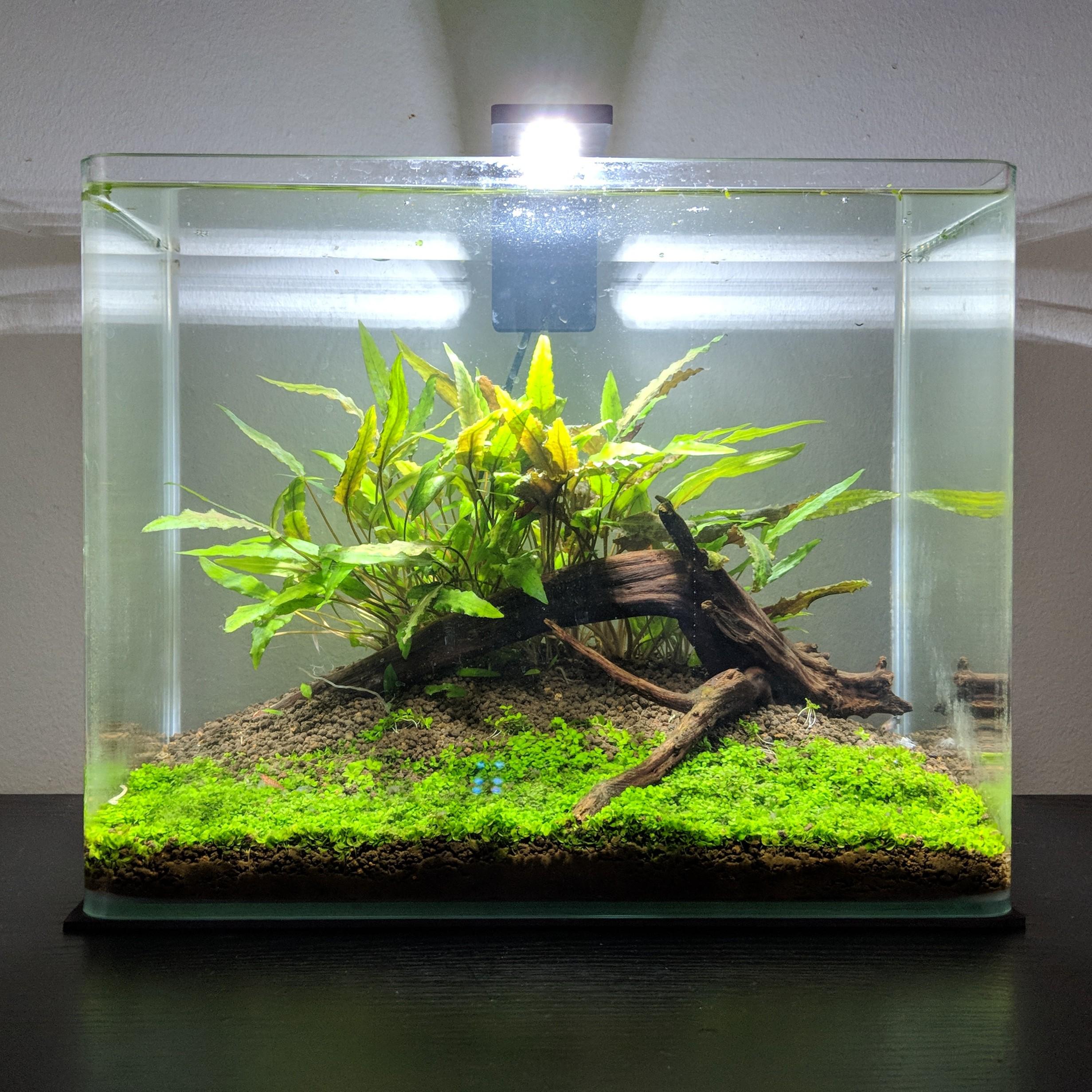 Carpet Plants For Low Tech Aquarium Carpet Vidalondon