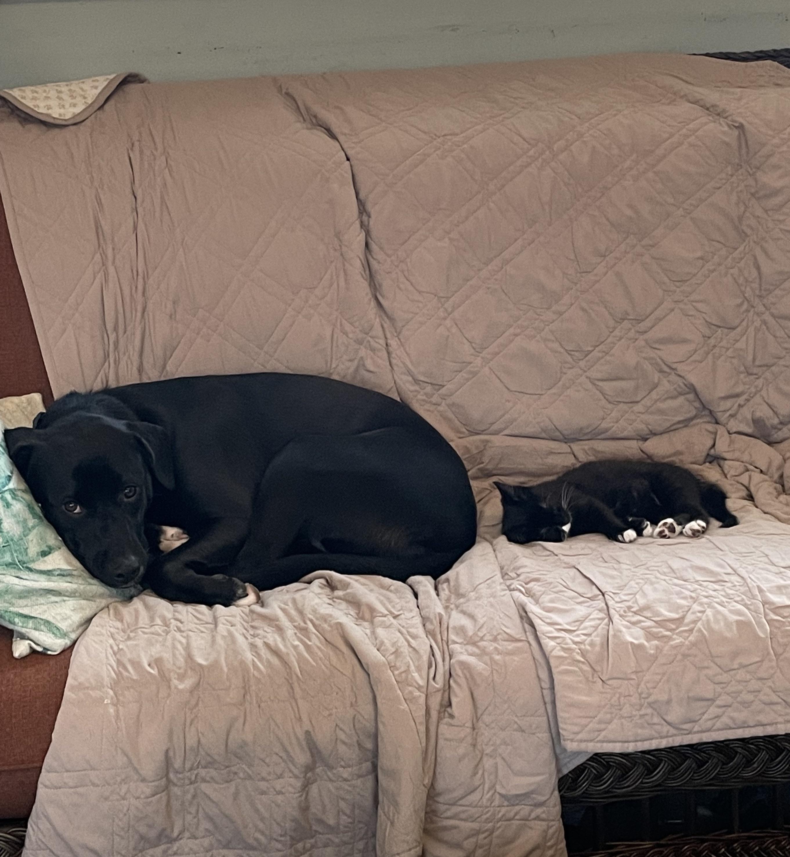 Dog is eating from the litterbox when I’m at work. r/DogAdvice