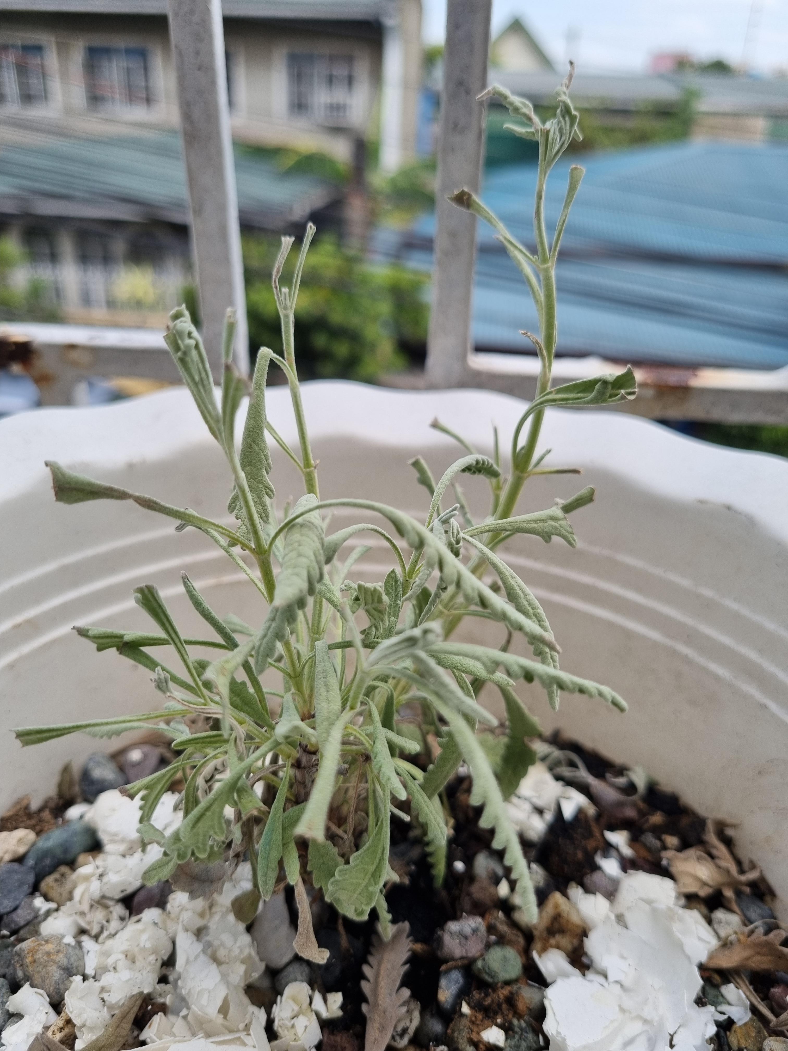 Something is eating my lavender leaves. What should I do? r/gardening