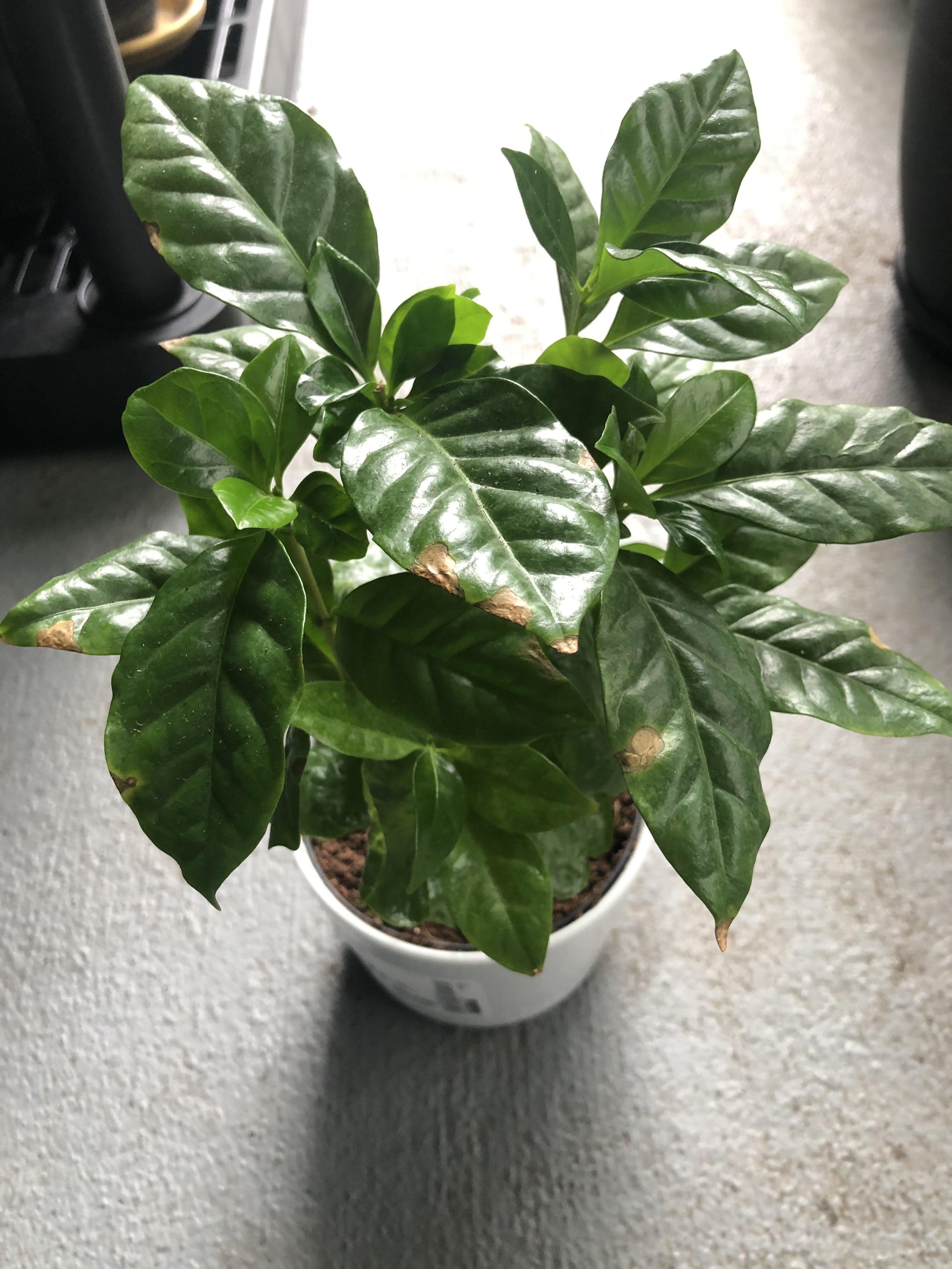 IKEA coffee plant with brown on its leaves. Should I be worried? r