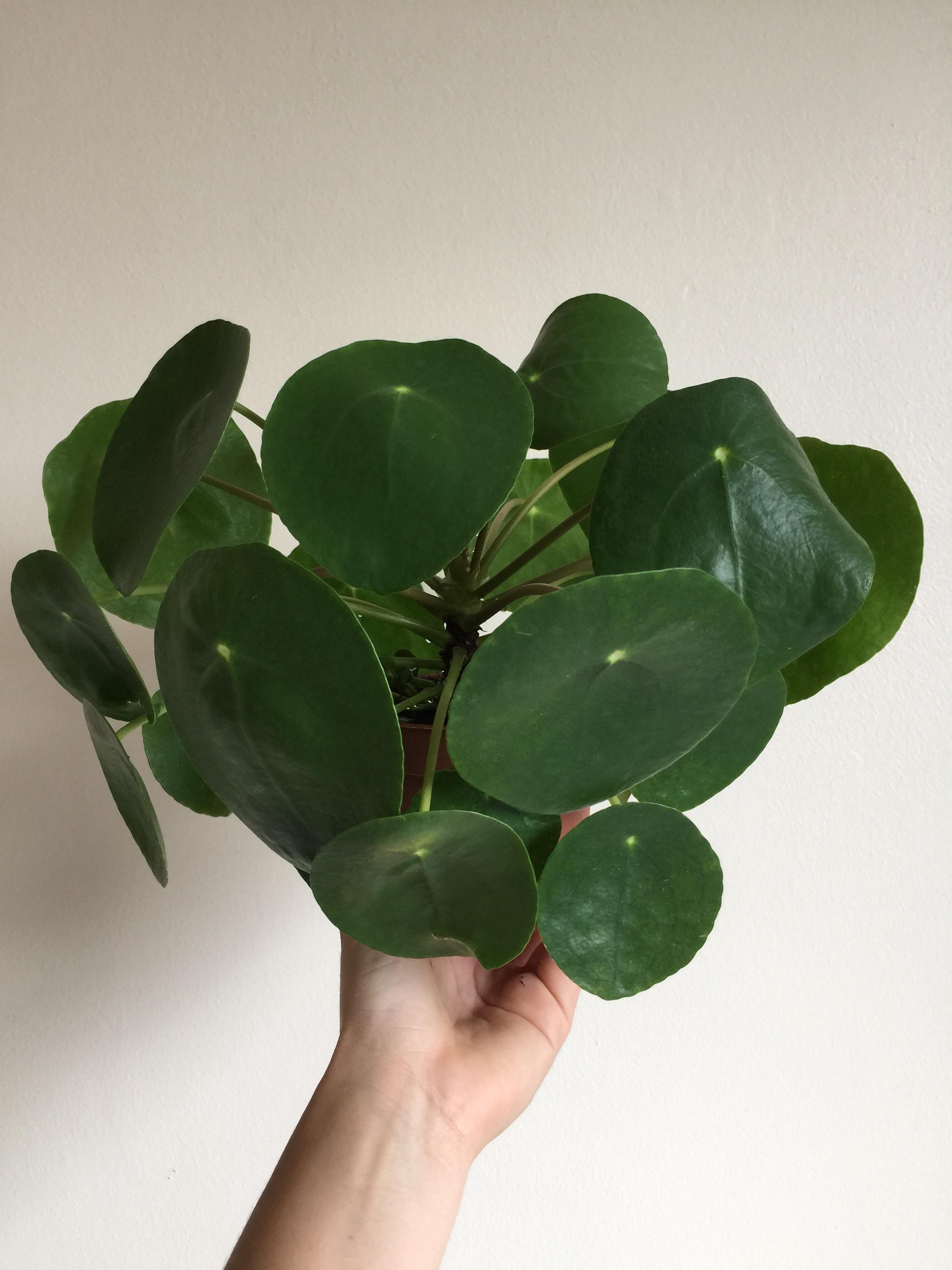 My pilea has quickly grown into her new pot r/houseplants
