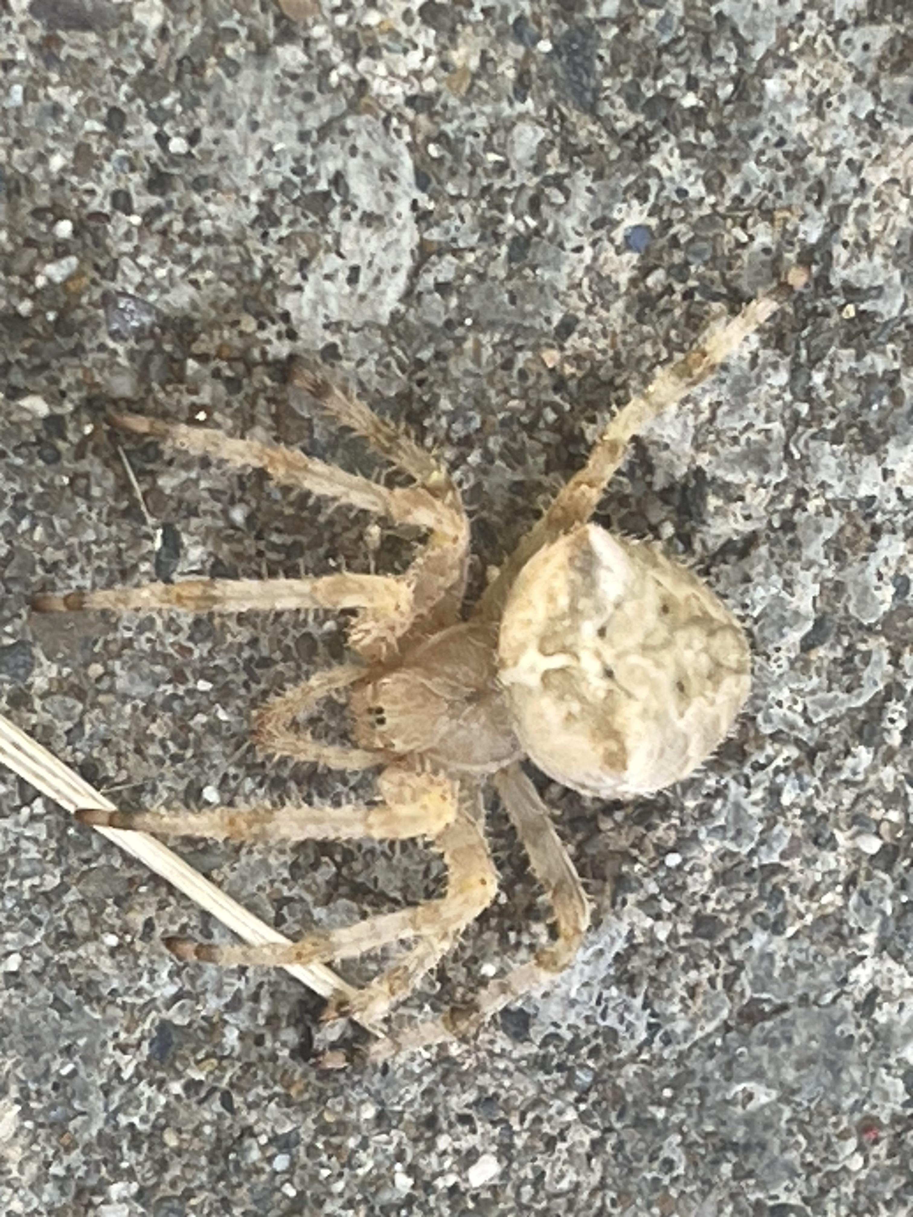 Northern Idaho Panhandle Spider ID r/spiders